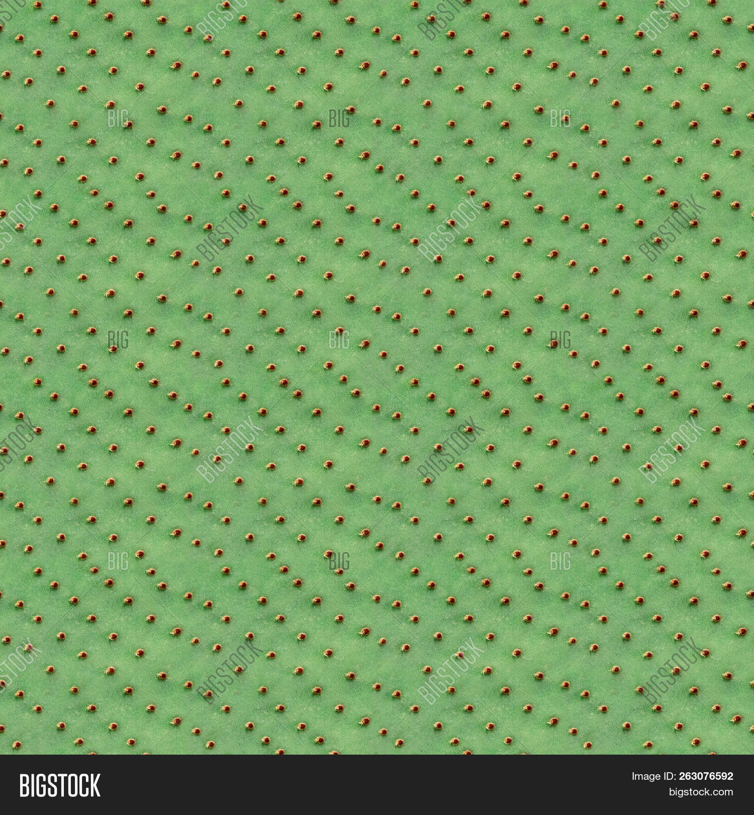 background,balagne,blossoming,botanical,botany,cactaceae,cacti,cactus,calvi,closeup,color,colour,colourful,corsica,decoration,decorative,desert,design,detail,explosion,flora,floral,flower,fresh,garden,green,grow,growth,herb,herbal,leaf,natural,nature,organic,pattern,pink,plant,seamless,sharp,small,speck,spine,spot,spotted,spring,succulent,summer,texture,thorns