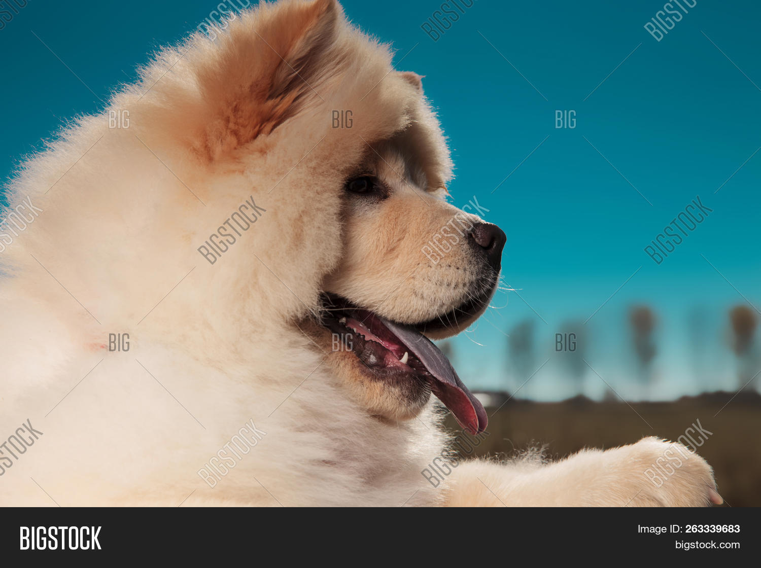 adorable,animal,beautiful,blue,brown,china,chinese,chow,chow chow,chow-chow,cute,dina,dog,exposed,face,female,fur,furry,hair,hairy,happy,head,little,look,mouth,nature,open,outdoor,outside,panting,pets,pretty,profile,pup,puppy,seated,side,side view,sit,sky,small,sticking out,sun,sunny,tongue,yellow,young