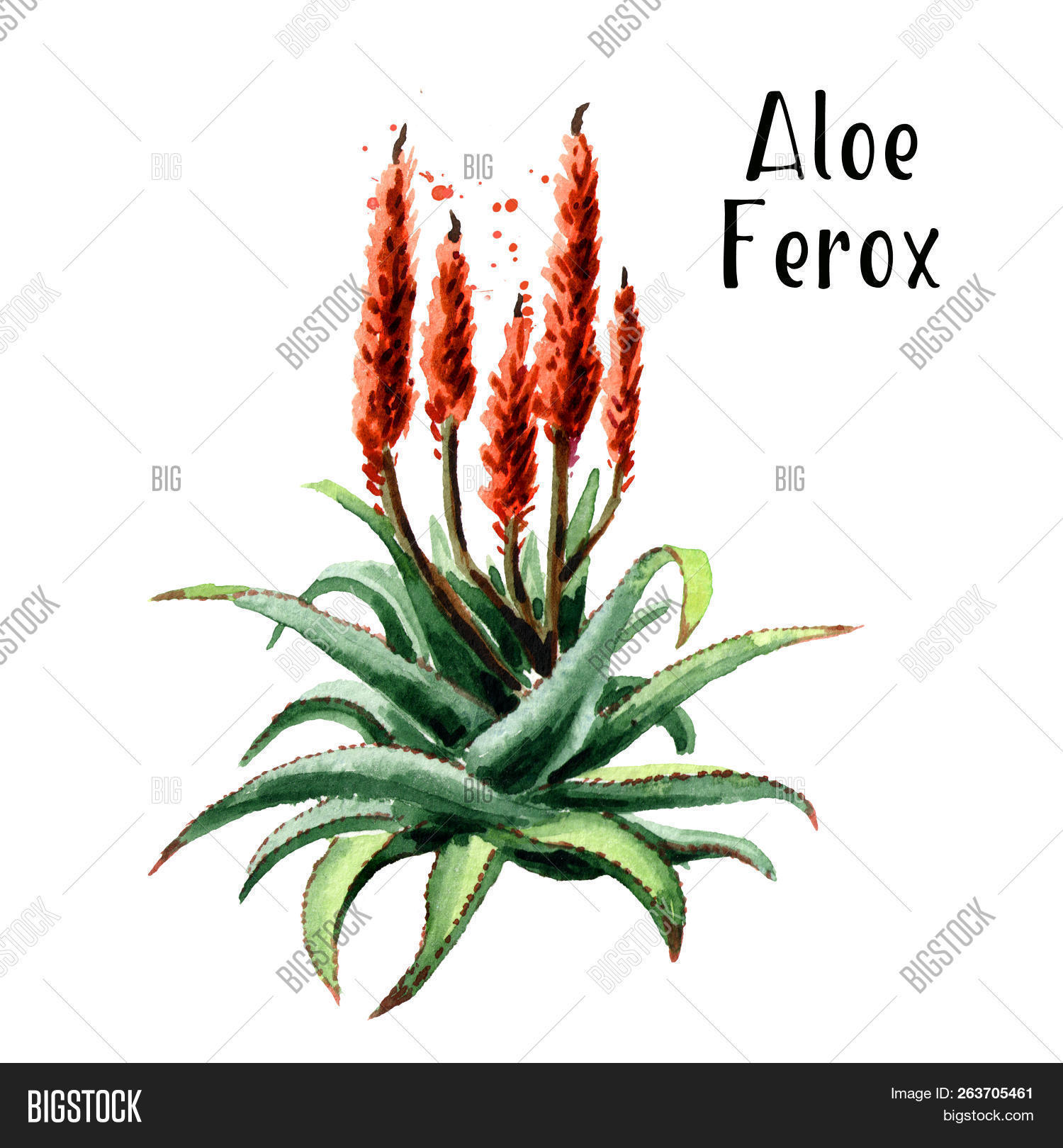 Purification,africa,aloe,alternative,antitumor,background,beauty,bitter,botany,cactus,cape,care,cosmetic,detox,detoxification,drink,ferox,fresh,green,health,healthy,herb,herbal,ilustration,isolated,juice,karoo,leaf,medical,medicinal,medicine,natural,nature,plant,red,route,skin,skincare,south,succulent,tincture,vera,watercolor,wet,white