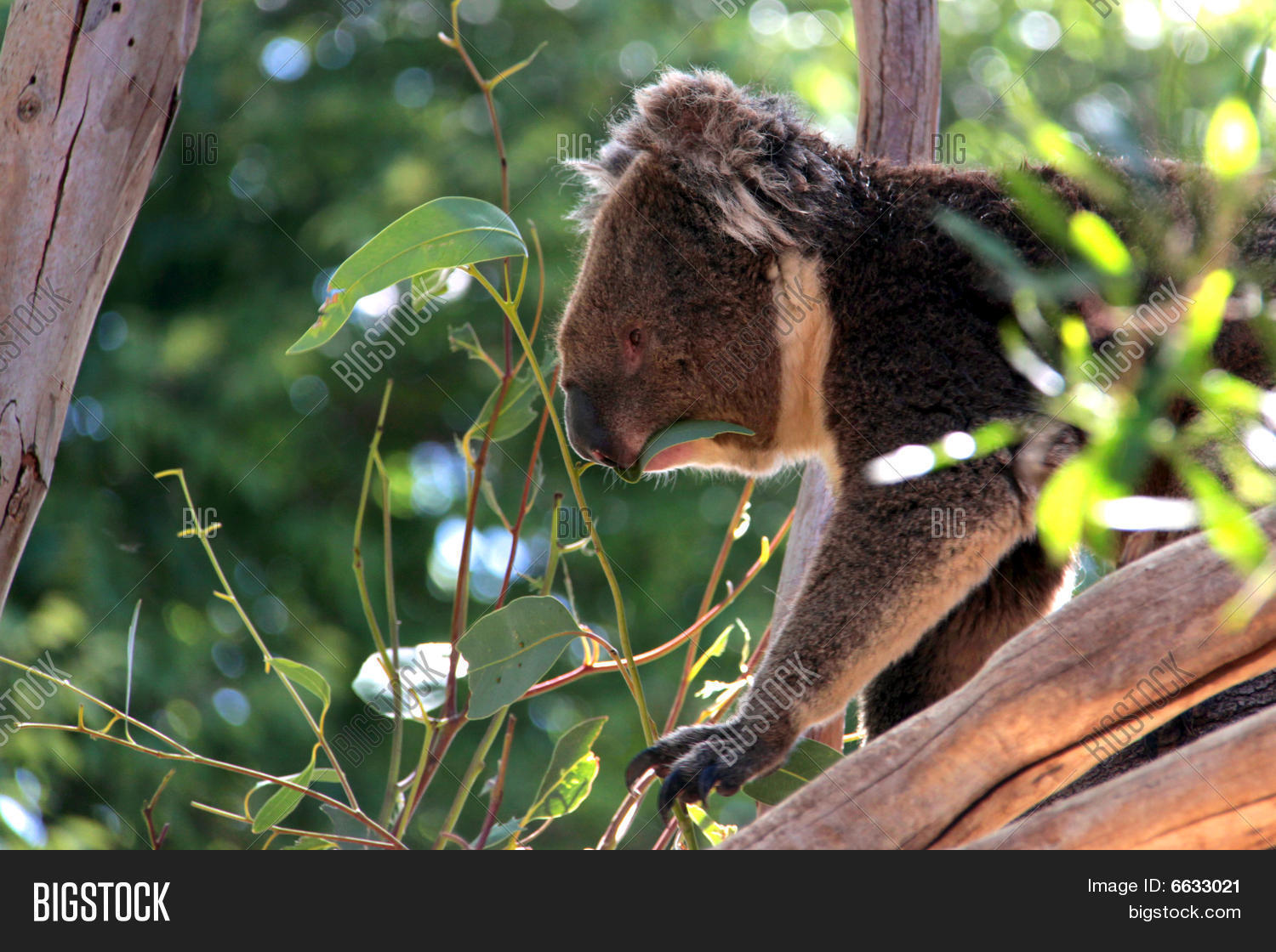 Koala Eating Eucalyptus Leaves Adelaide Australia 6633021