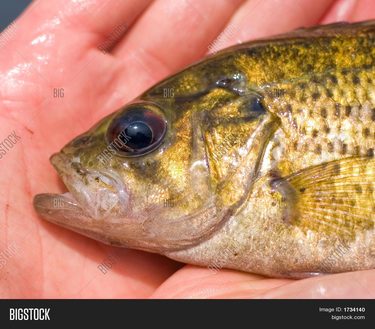 ambloplites,anglers,angling,ariommus,bass,centrarchidae,constellatus),fish,fisherman,fishing,freshwater,gamefish,goggle-eye,nature,panfish,perch,rock,rupestris,spinyray,sport,sunfish,wildlife