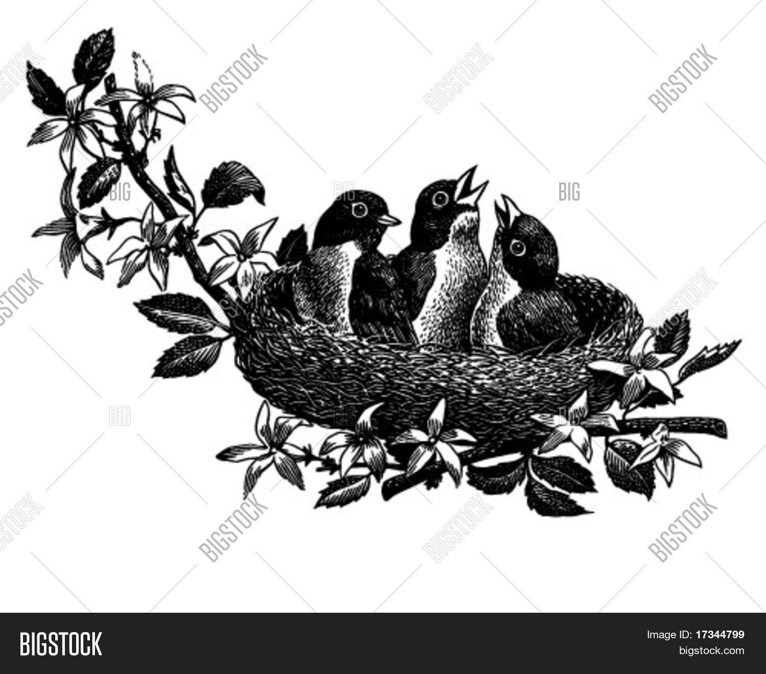 40s,50s,1940,1950,advertising,americana,animals,art,baby,beaks,bird nest,birds,branch,chirping,classic,clip,clipart,drawings,fifties,floral,flowers,forties,graphics,hunger,hungry,leaves,lovely,nests,nostalgia,retro,scalable,straw,trees,twigs,vector,vintage