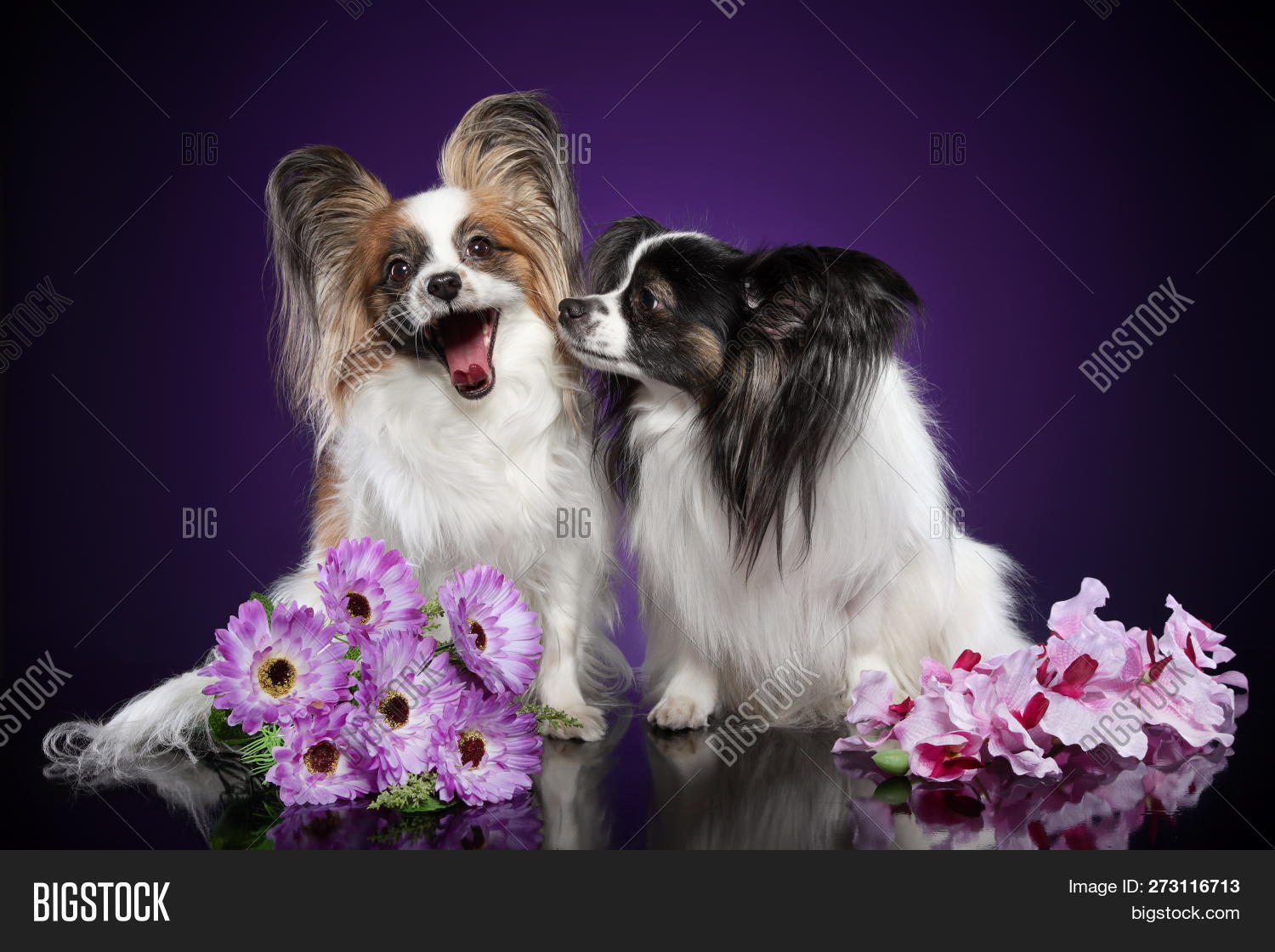 animals,beauty,black,breed,butterfly,butterfly-dog,continental,couple,dog,eared,epagneul,flowers,fluffy,funny,kiss,long-haired,love,muzzle,pair,papillon,pedigreed,pet,playful,portrait,puppy,small,spaniel,squirrel-dog,studio,themes,together,togetherness,tongue,toy,tricolored,two,young