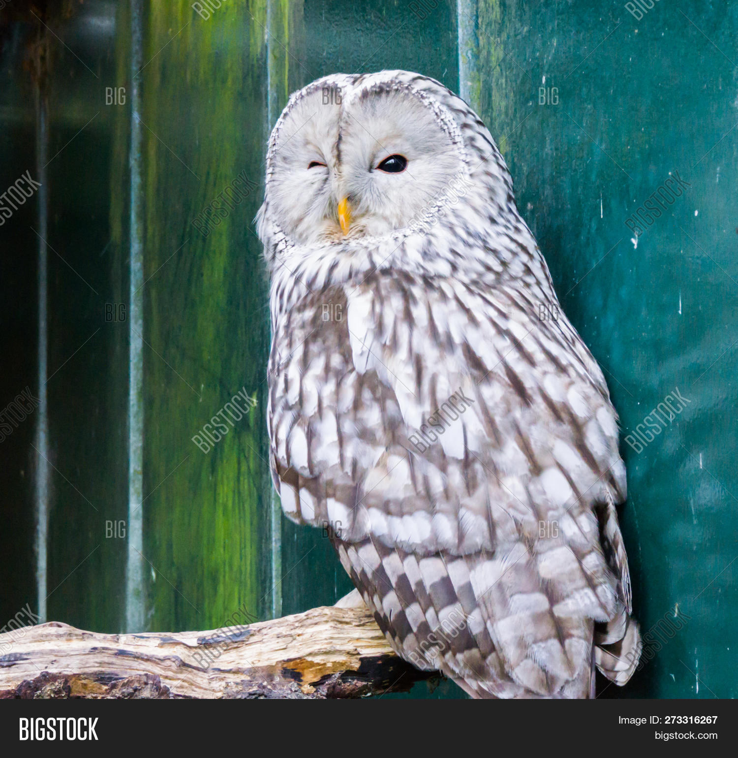 strigidae camera