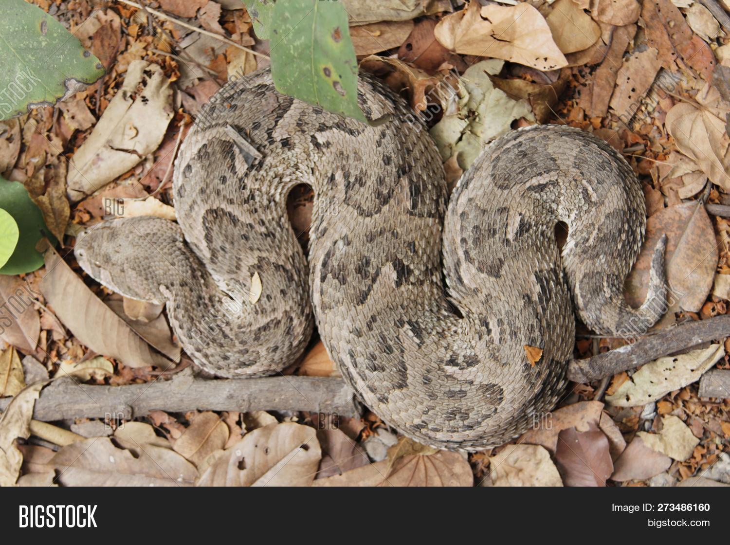 Bitis,adder,africa,african,animal,arietans,bite,brown,camouflage,close-up,dangerous,deadly,defend,defensive,ecology,eyes,head,natural,nature,nocturnal,pattern,patterned,poisonous,predator,puff,reptile,reptilian,scales,serpent,snake,texture,venom,venomous,viper,wild,wildlife