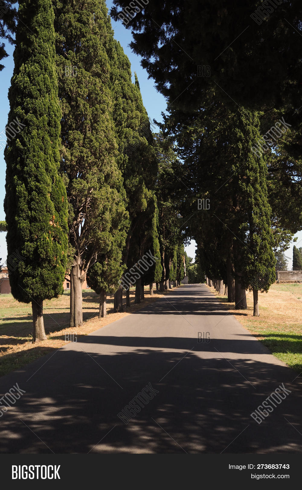 Cupressus,ancient,antica,antique,appia,appian,countryside,cypress,empire,europe,european,evergreen,green,heat,heatwave,historic,holiday,hot,italian,italy,journey,landmark,landscape,mediterranean,nature,old,outdoor,path,pathway,road,roman,rome,sempervirens,summer,sun,sunny,tarmac,travel,tree,via,walk,walkway,warm,way