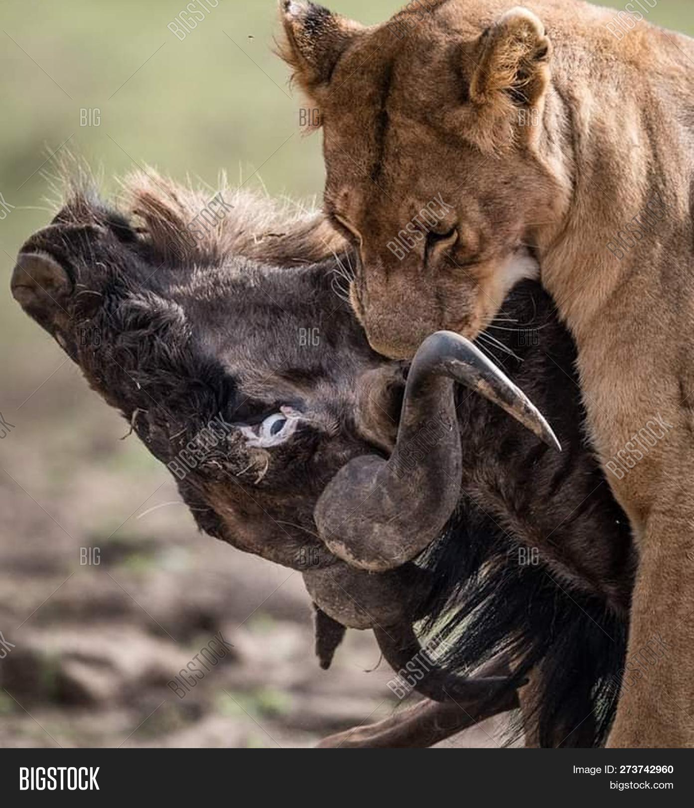 africa,african,animal,beautiful,big,carnivore,cat,dangerous,environment,face,feline,female,head,hunter,large,leo,lion,lioness,national,natural,nature,panthera,park,portrait,predator,safari,south,wild,wildlife
