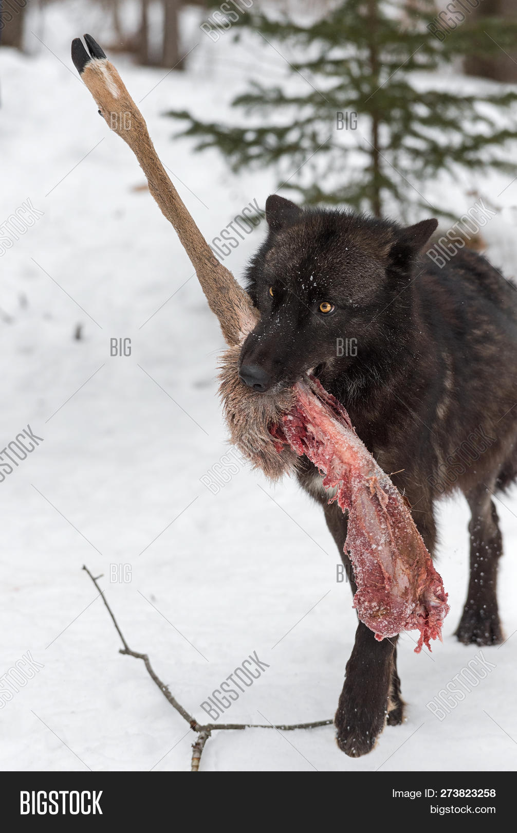 Odocoileus,animal,black,black-phase,canine,canis,carcass,corpse,creature,dead,deer,gray,grey,leg,lupus,mammal,natural,nature,outdoors,outside,phase,predator,prey,snow,timber,vertical,virginianus,white-tail,wildlife,winter,wolf
