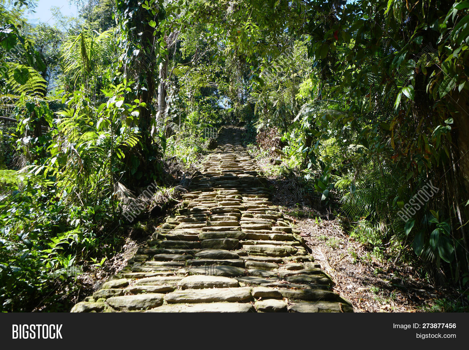 city,ciudad,cobblestone,colombia,destination,escape,forest,getaway,grand,grennery,jungle,landscape,life,lost,lush,path,pathway,perdida,place,plant,rainforest,stair,staircase,stairway,the,vacation