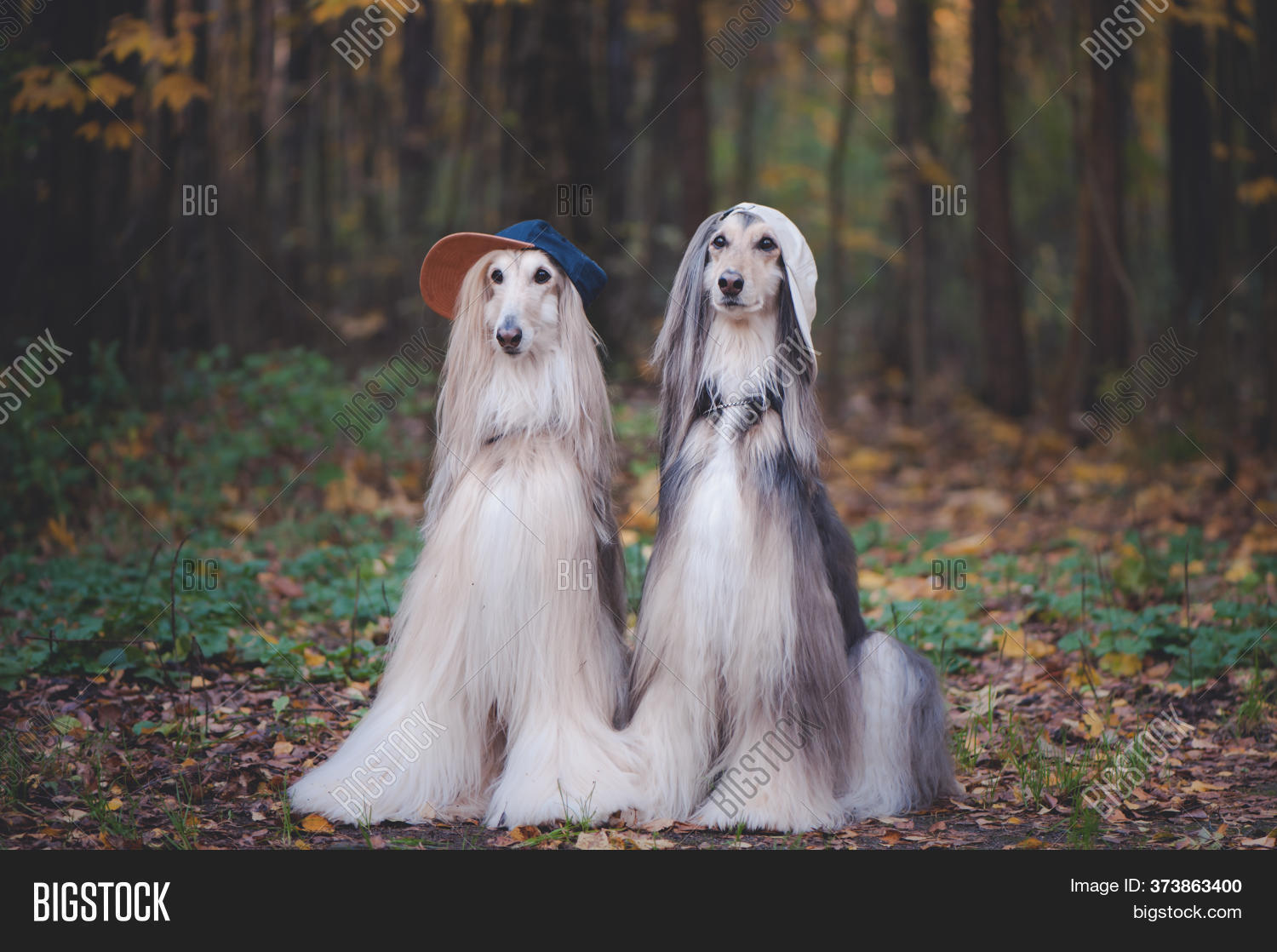 afghan, 																					hounds, 																					animal, 																					autumn, 																					cute, 																					dog, 																					funny, 																					Teenager, 																					rapper, 																					cap, 																					clothes, 																					fashion, 																					youth, 																					style, 																					beauty, 																					boils, 																					breed, 																					champion, 																					collar, 																					couple, 																					dedication, 																					show, 																					exhibition, 																					tale, 																					stylish, 																					two, 																					winner, 																					friend, 																					forest, 																					yellow, 																					long, 																					haired