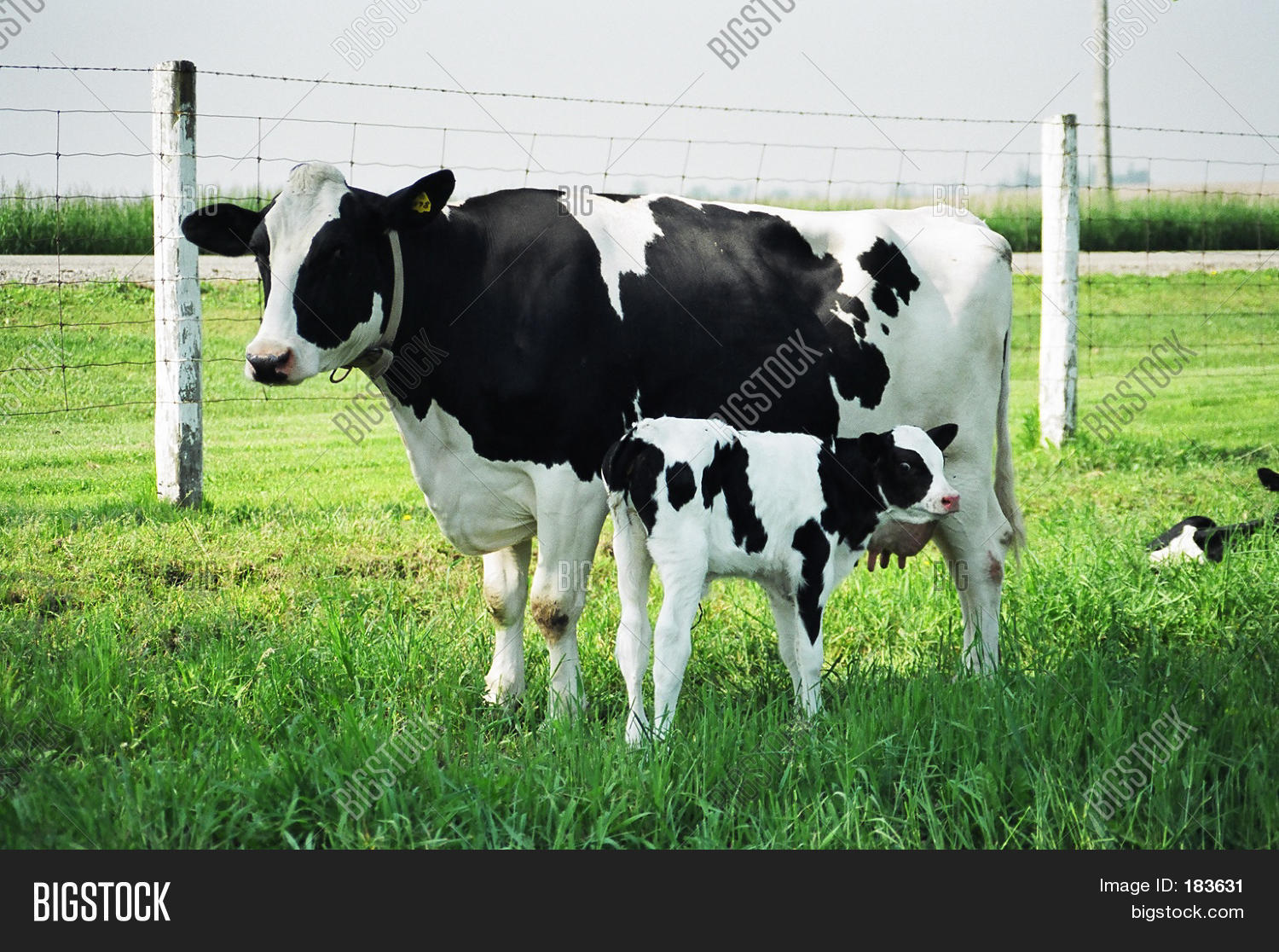 animal,beef,black,bovine,burger,calf,cattle,cheese,country,countryside,cow,dairy,drink,eating,farm,farming,feed,field,food,grass,graze,grazing,green,green field,holstein,kine,livestock,mammal,meadow,meat,milk,moo-cow,nurture,nurturing,rural,steak,tail,taurus,udder,white