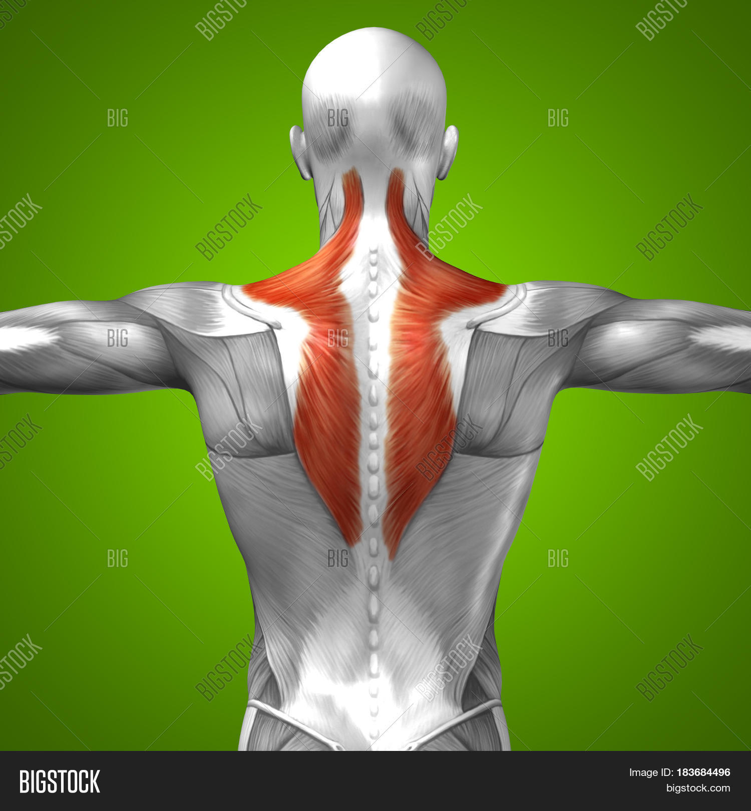 3d illustration,anatomical,anatomically,anatomy,arm,athlete,athletic,back,biceps,biceps brachii,biology,body,bodybuilding,boy,brachialis,brachioradialis,chest,deltoid,dorsi,fitness,flexor carpi digitorum,flexor digitorum longus,gym,health,healthcare,human,illustration,latissimus dorsi,male,man,medical,medicine,muscle,muscular,musculature,naked,neck,physical,science,serratus anterior,silhouette,strength,strong,structure,torso,trapezius,triceps,triceps brachii,workout