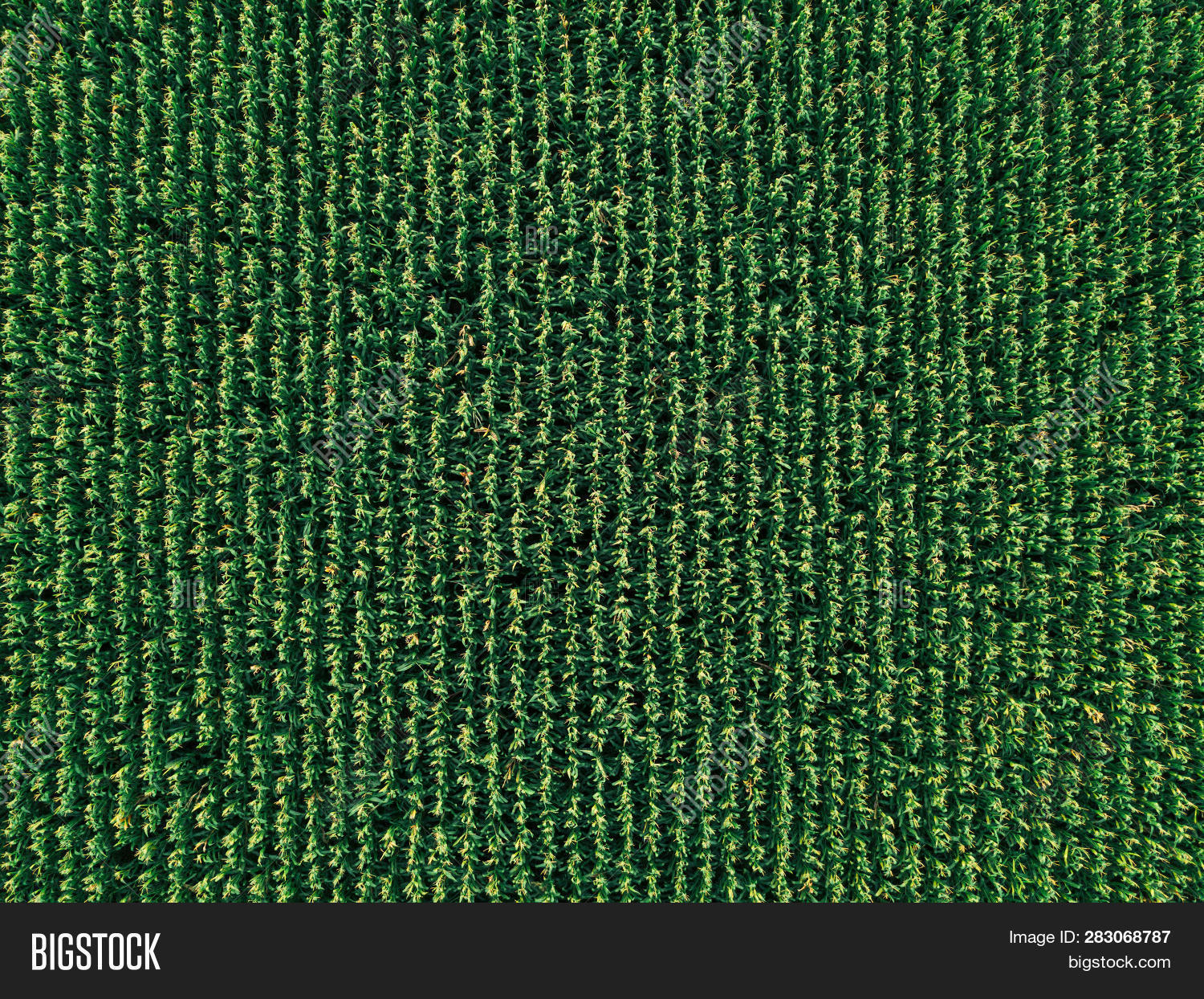 above,abstract,aerial,agricultural,agriculture,agronomy,corn,cornfield,crop,cultivated,directly,drone,examine,farming,farmland,field,fly,flyover,food,green,growth,industry,landscape,maize,monoculture,no,nobody,observe,organic,people,plant,plantation,production,season,summer,texture,top,unripe,view