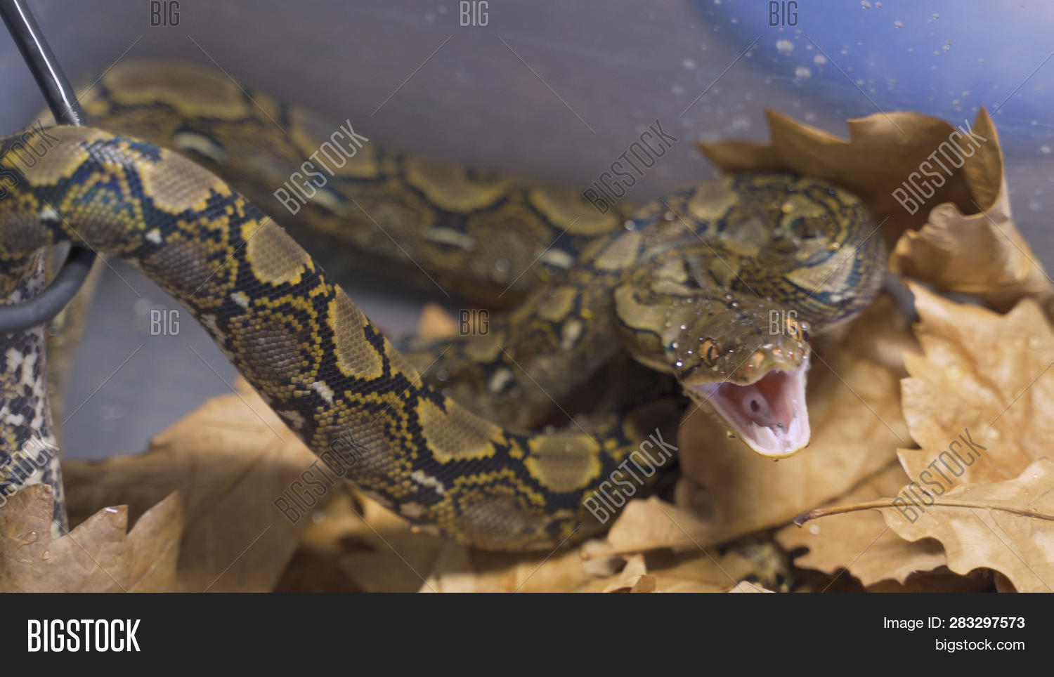 aggression,aggressive,animal,asia,background,beauty,big,biology,captive,captivity,color,colorful,copy,crawling,curve,danger,dangerous,design,endangered,exotic,eye,genetic,herpentology,herpetology,image,isolated,juvenile,large,looking,mutation,nature,pet,predator,python,reptile,reptilian,reticulated,reticulatus,scale,sinister,snake,space,specie,species,striking,water,white,wildlife,zoo,zoology