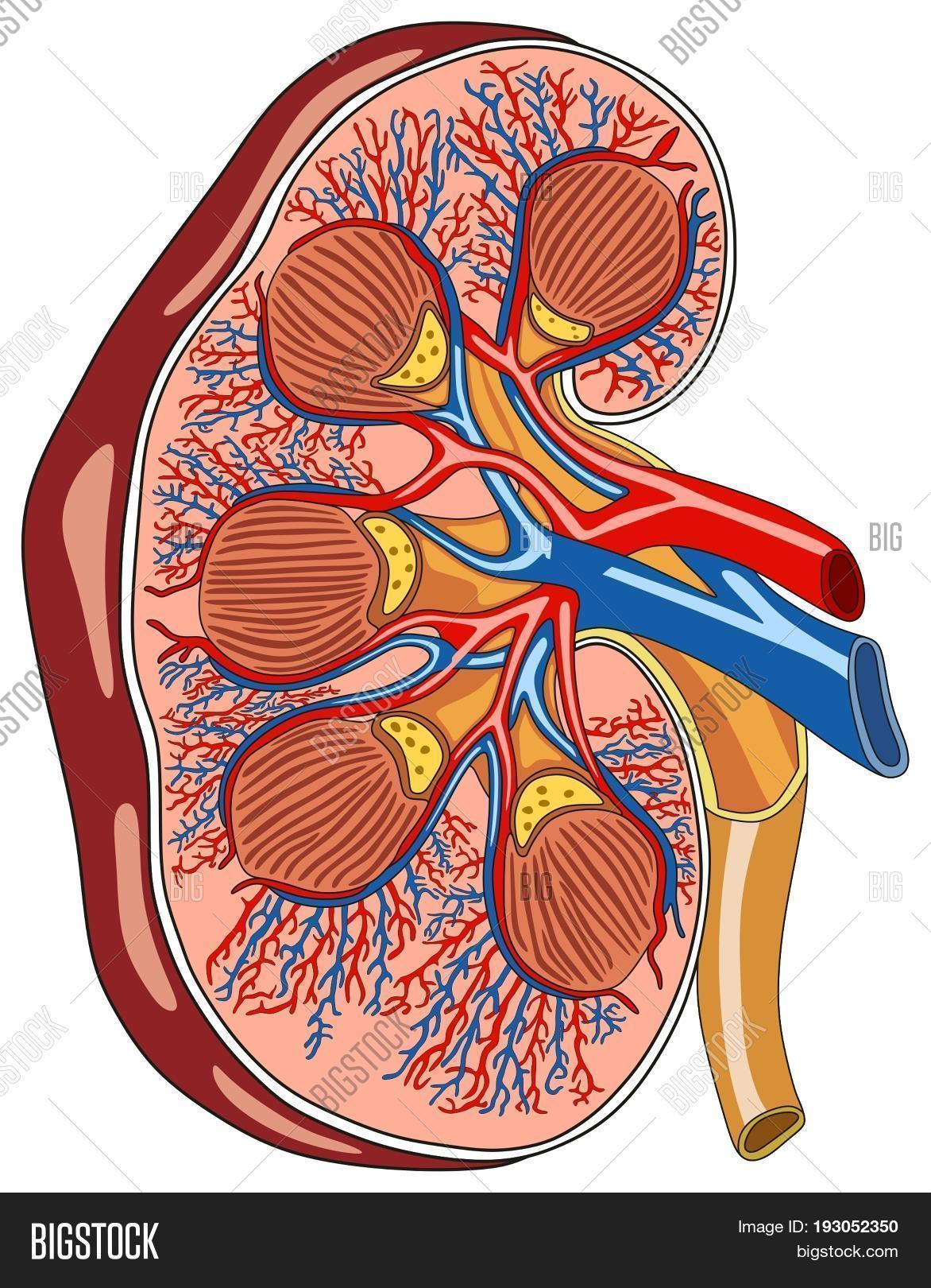 adrenal,adrenaline,anatomical,anatomy,artery,biology,blood,body,calyces,cancer,care,cortex,cross,diagram,disease,education,educational,excretion,failure,figure,gland,health,healthcare,hormone,human,illustration,infographic,kidney,medical,medicine,medulla,organ,part,pelvis,physiology,poster,renal,science,section,stone,supply,system,tract,transplant,ureter,urinary,urine,urology,vein,vessels