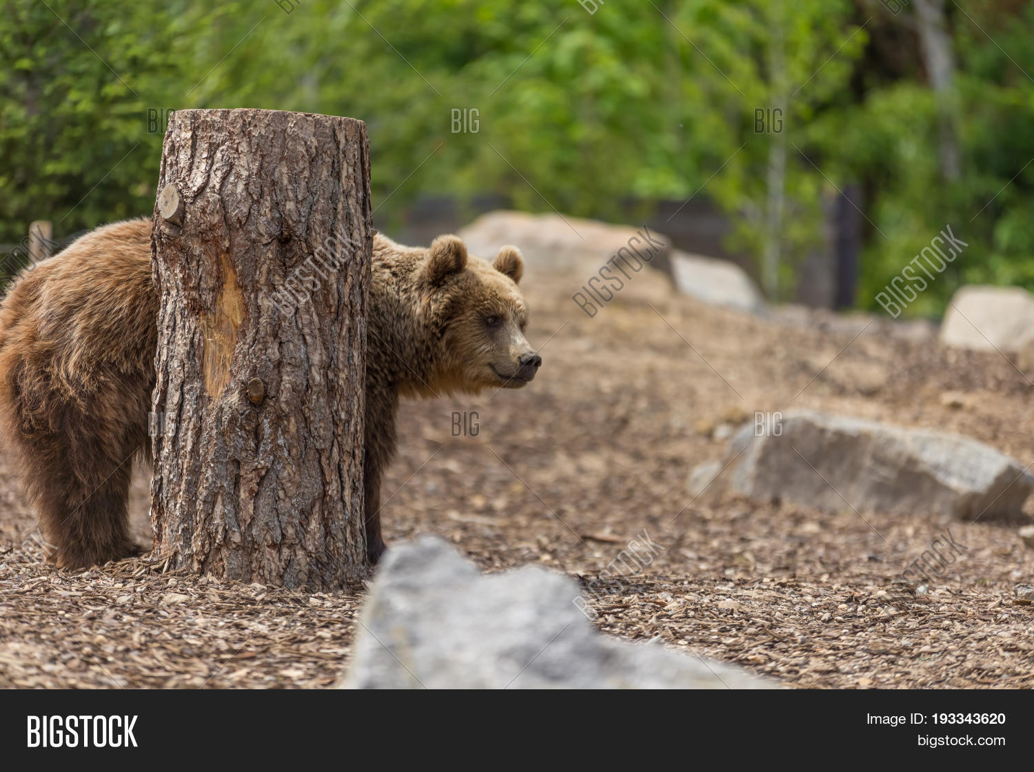 adult,aggression,alaska,amazing,angry,animal,arctos,artistic,bear,big,biggest,brown,canada,capticity,carnivore,close,colorado,curious,danger,ecotourism,fantastic,fauna,grass,grizzly,growling,killer,kodiak,large,male,mammal,mean,montana,mountains,nature,omnivore,one,outdoors,portrait,predator,roaring,salmon,single,ursus,walking,wild,wilderness,wildlife,wyoming,zoo