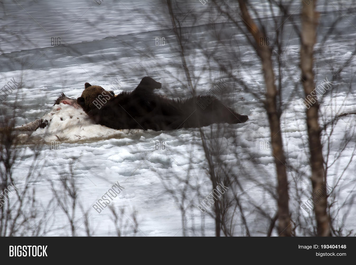 Alces,Brown,Raptor,Ursus,animal,arctos,awoke,bear,beast,behavior,brute,carcass,carnivore,casualty,chase,deer,dormancy,ecology,elk,exclusive,grizzly,guarding,hibernation,hunt,hunting,ice,kill,killed,killer,kodiak,lake,mammal,moose,murderer,nature,picture,pillow,predation,predator,predatory,prey,rare,satiation,satiety,saturation,shot,slayer,sleep,sleeping,slumber,unique,victim,wildlife