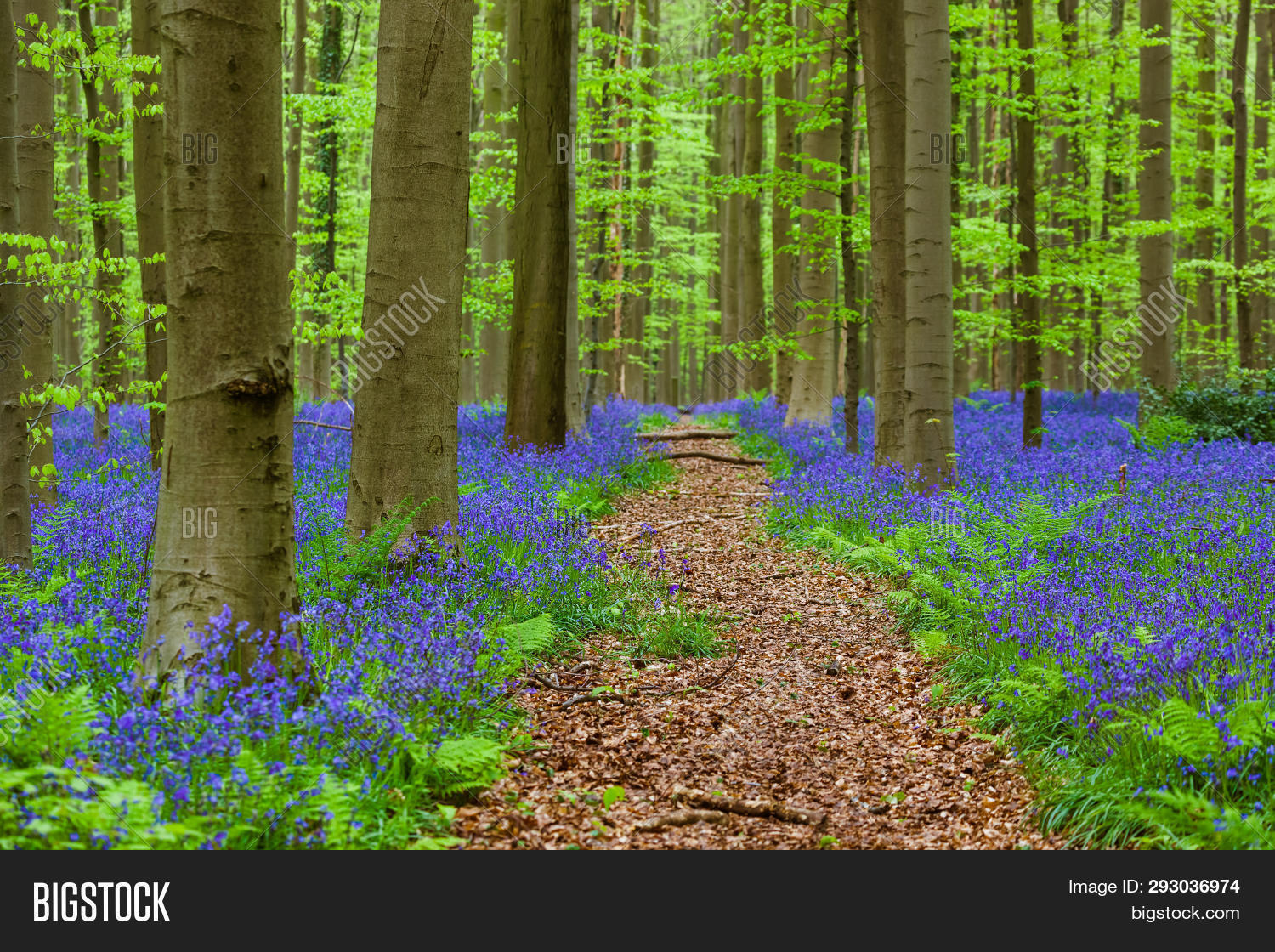 beauty,beech,belgium,bloom,blooming,blossom,blue,bluebell,bluebells,brussels,color,europe,field,flower,footpath,forest,green,hallerbos,hyacinth,hyacinths,hyacinthus,landscape,leaf,nature,outdoors,path,pathway,plant,purple,scenic,season,spring,summer,sun,sunset,track,trail,tree,trees,walk,wild,wildflower,wood,woodland,woods