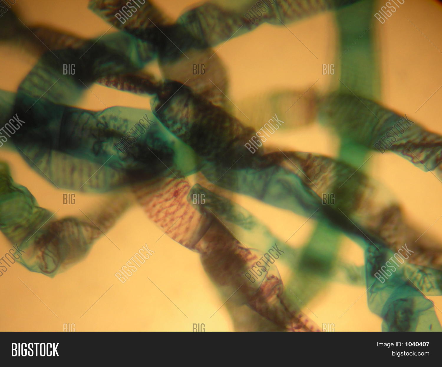 algae,cell,chlorophyll,close,colorful,light,macro,magnified,microscope,microscopic,mount,plant,plantae,slide,spirogyra,underwater,up,vegetative,wet