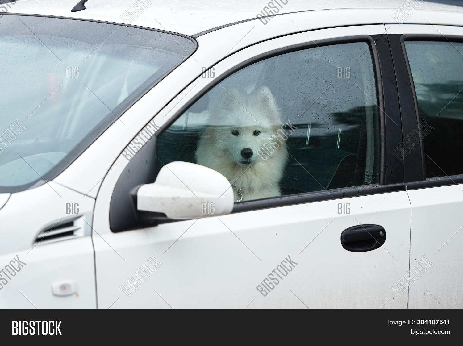 abandoned,alaskan,alone,animal,attractive,auto,automobile,background,beautiful,breed,canine,car,cute,dog,domestic,drive,face,fluffy,funny,happy,heat,hot,inside,left,looking,lovely,one,passenger,pedigree,pet,portrait,posing,puppy,purebred,ride,road,sad,samoyed,sitting,summer,transport,transportation,travel,trip,vacation,vehicle,waiting,white,window,young