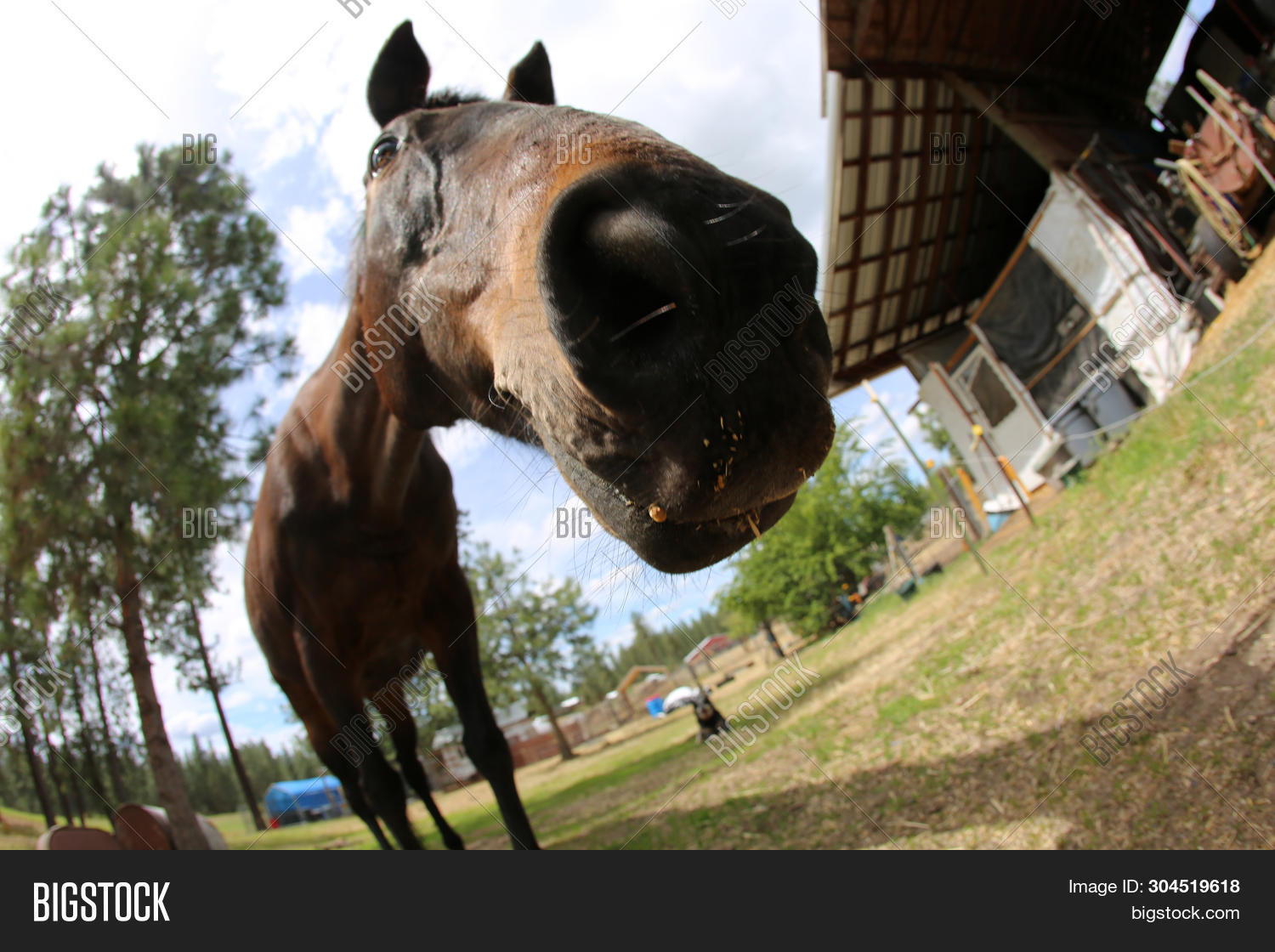agriculture,animal,background,beauty,brown,camera lens,close up nature,closeup,country,cute,detail,distorted photo,equestrian,equine,eye,face,farm,farm animal,field,fish eye lens,fish-eye,fisheye lens,fun photos,funny,funny animals,funny farm animals,grass,green,happy,happy animal,head,healthy,horse,horse face,horse of a different color,horses,lens,mammal,nature,outdoors,outside,pasture,portrait,purebred,rural,scenic,summer,white,wild,wildlife