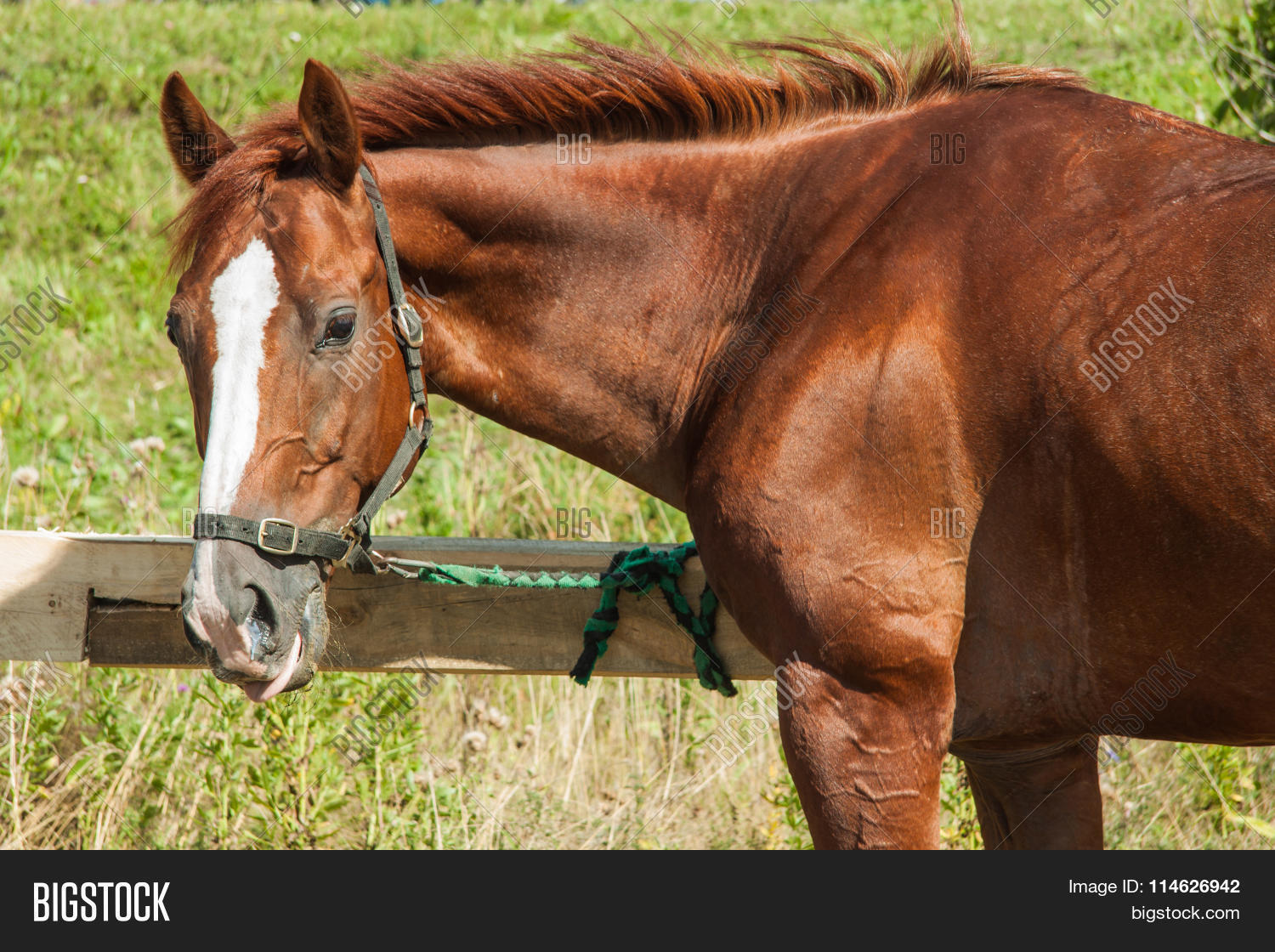 agriculture,animal,beautiful,beauty,black,breed,brown,chestnut,coral,ears,equestrian,equine,europe,fall,farm,fence,field,head,horse,hourse,iceland,icelandic,island,kirkjufell,land,landscape,livestock,mane,mount,mountain,nature,one,paddock,panorama,panoramic,peninsula,pet,portrait,ranch,river,snaefellsnes,travel,vatnsnes,volcanic,volcano,water,waterfall,white