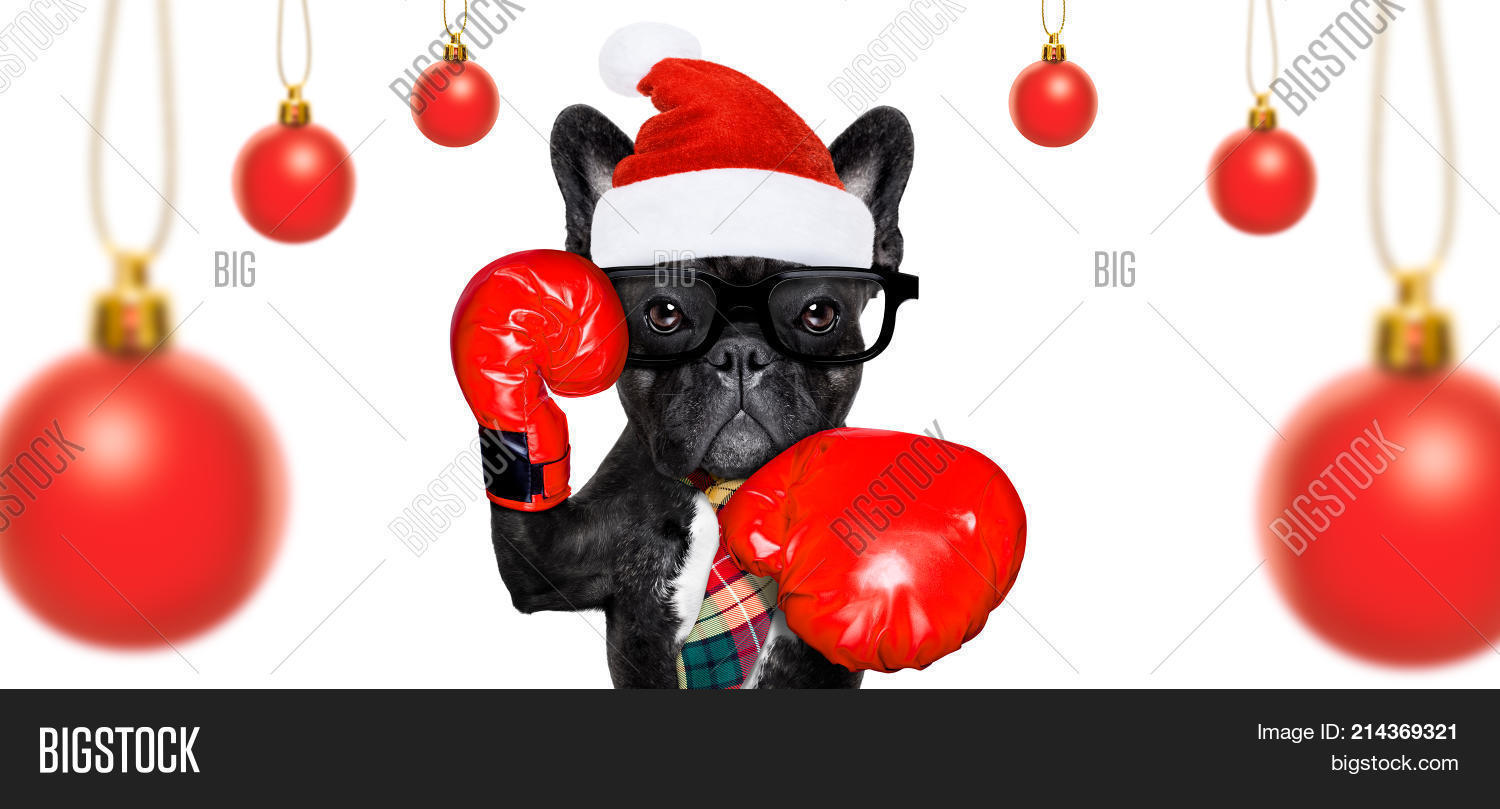 Dog On Christmas Holidays 214369321 Image Stock Photo