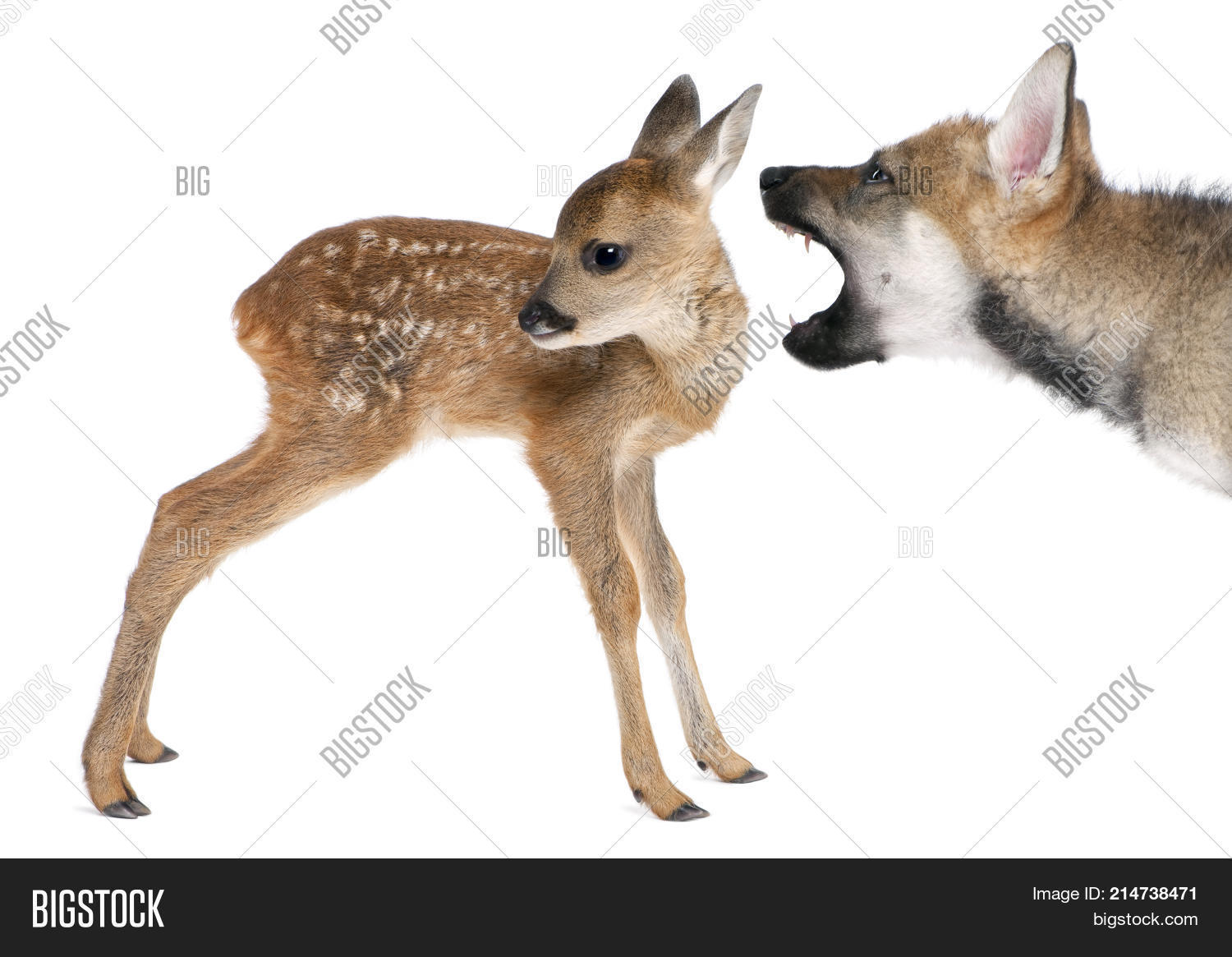 angry,animal,baby,brown,candy,canine,capreolus capreolus,creature,cut out,deer,eurasian wolf,fang,fawn,herbivore,hunt,hunting,indoors,interaction,interplay,isolated,isolated on white,mammal,mouth open,nature,newborn,nobody,one animal,playing,portrait,profile,roe,roe deer,screaming,sharp,side view,spotted,standing,studio shot,teeth,teething,threaten,tooth,vertebrate,white,white background,wildlife,wolf,young,young animal