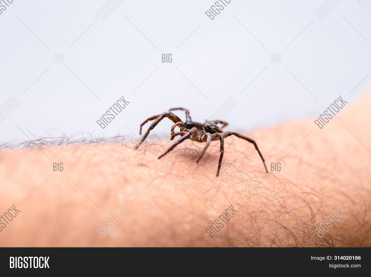 Poisonous Spider Over Person Arm, Poisonous Spider Biting Person ...