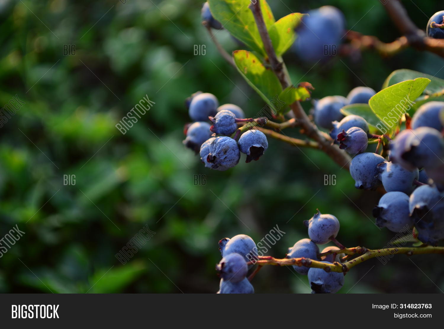 abundance,agriculture,antioxidant,background,berry,bilberry,blue,blueberries,bush,closeup,color,cooking,crop,culinary,cyanococcus,delicious,dessert,eating,food,fresh,fruit,group,harvest,health,healthy,juicy,natural,nature,nutrition,organic,pattern,plant,position,raw,ripe,summer,sweet,texture,vaccinium,vegetarian,view,vitamin
