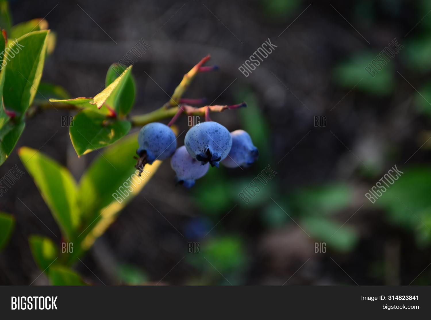 abundance,agriculture,antioxidant,background,berry,bilberry,blue,blueberries,bush,closeup,color,cooking,crop,culinary,cyanococcus,delicious,dessert,eating,food,fresh,fruit,group,harvest,health,healthy,juicy,natural,nature,nutrition,organic,pattern,plant,position,raw,ripe,summer,sweet,texture,vaccinium,vegetarian,view,vitamin