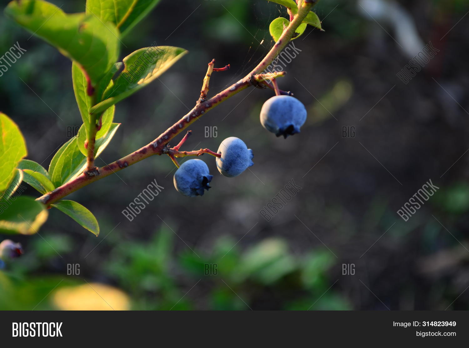 abundance,agriculture,antioxidant,background,berry,bilberry,blue,blueberries,bush,closeup,color,cooking,crop,culinary,cyanococcus,delicious,dessert,eating,food,fresh,fruit,group,harvest,health,healthy,juicy,natural,nature,nutrition,organic,pattern,plant,position,raw,ripe,summer,sweet,texture,vaccinium,vegetarian,view,vitamin