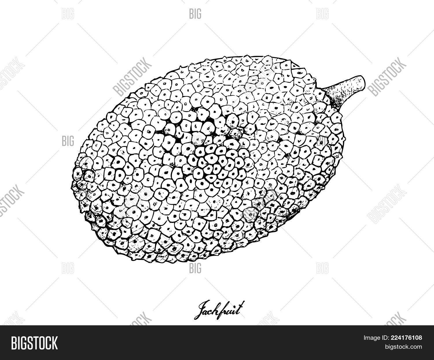 Appetizer,Appetizing,Art,Artocarpus,Asian,Background,Breadfruit,Chakka,Cuisine,Dessert,Drawing,Drawn,Engraving,Fenne,Food,Fruit,Gourmet,Hand,Heterophyllus,Illustration,Isolated,Jaca,Jack,Jackfruit,Jak,Juicy,Line,Malaysia,Meal,Moraceae,Nutrition,Orange,Peel,Raw,Refreshment,Ripe,Rough,Round,Seeds,Sketch,Skin,Snack,Sweet,Thai,Vector,Vegan,Vegetarian,Vietnam,White,Yellow