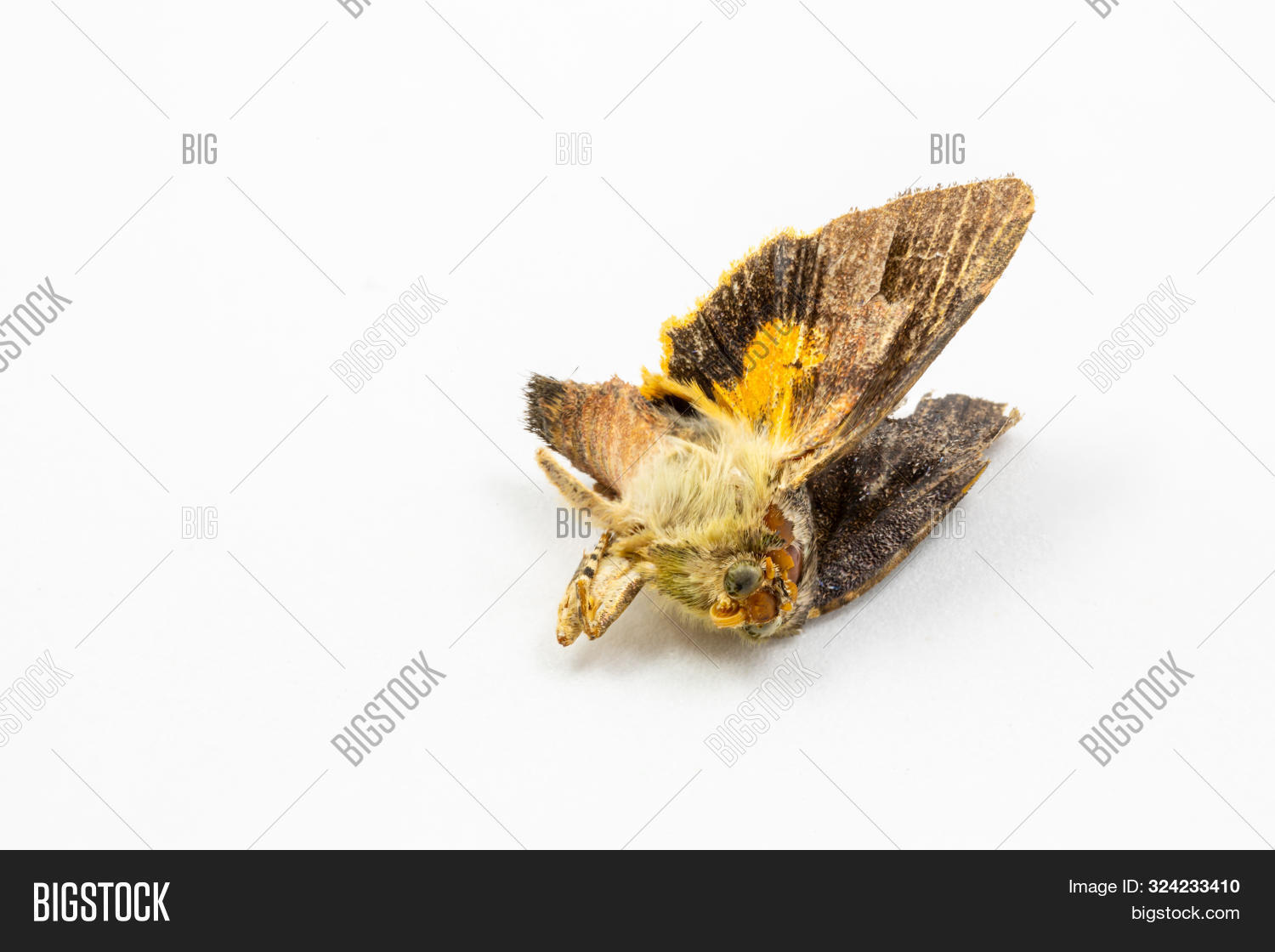 actias,animal,antenna,attractive,beautiful,beauty,bug,butterfly,clematis,close,closeup,colorful,creature,cute,dead,detail,fly,house,insect,leaf,life,luna,macro,male,moth,mothman,natural,nature,nocturnal,outdoors,pretty,soft,specy,texture,wild,wildlife,wings