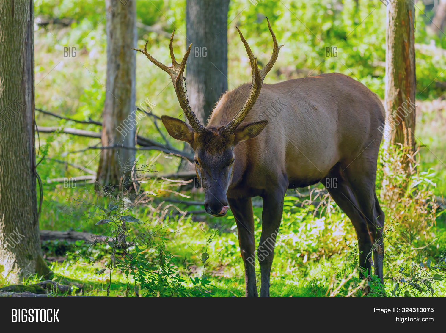Young Elk Or Wapiti cervus Canadensis In Natural Habitat The Largest
