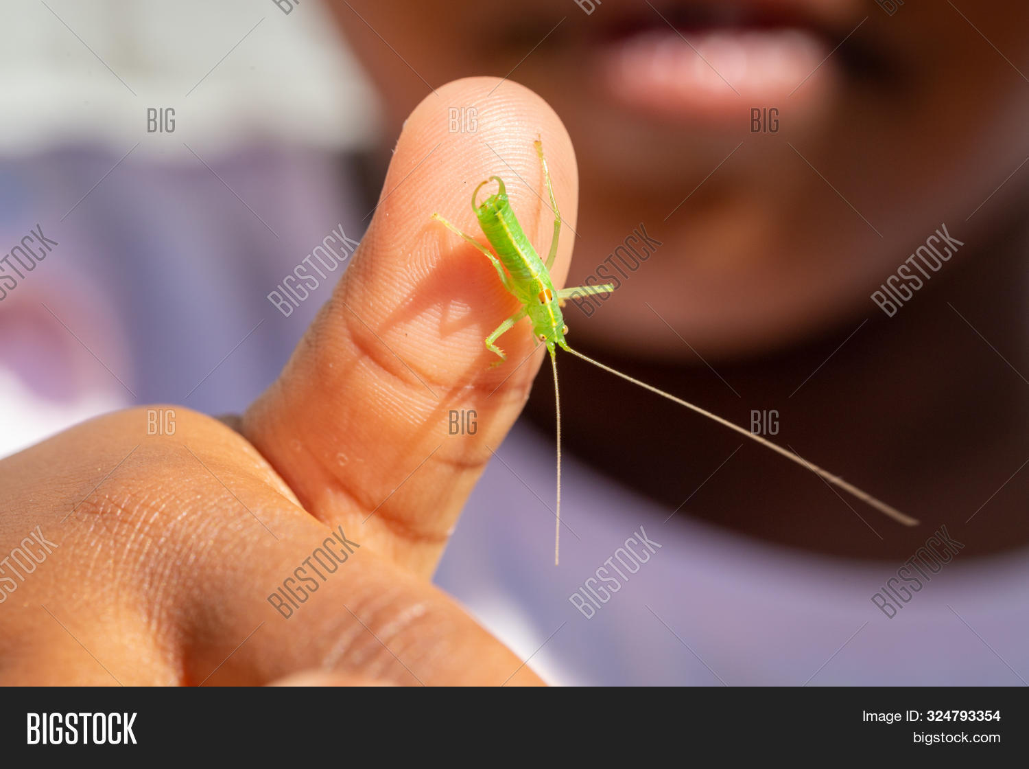 animal,arthropod,baby,britain,british,bug,bush,child,closeup,colorful,cricket,drumming,fauna,garden,green,hand,insect,invertebrate,katydid,little,macro,male,meconema,natural,nymph,nymphae,oak,one,outdoor,ovipositor,perched,person,pest,resting,semitransparent,single,skin,small,tettigoniidae,thalassinum,thumb,tiny,uk,wildlife