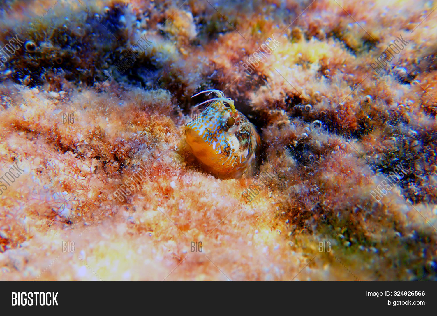 adriatic,aidablennius,albania,animal,aqualife,aquatic,blenny,brava,close,close-up,closeup,colorful,combtooth,costa,croatia,exotic,face,fish,head,hidden,ionian,life,macro,mariculture,marine,mediterranean,nature,ocean,photography,reef,saltwater,scuba,sea,shallow,sphinx,sphynx,the,tropical,under,undersea,underwater,up,water,wildlife