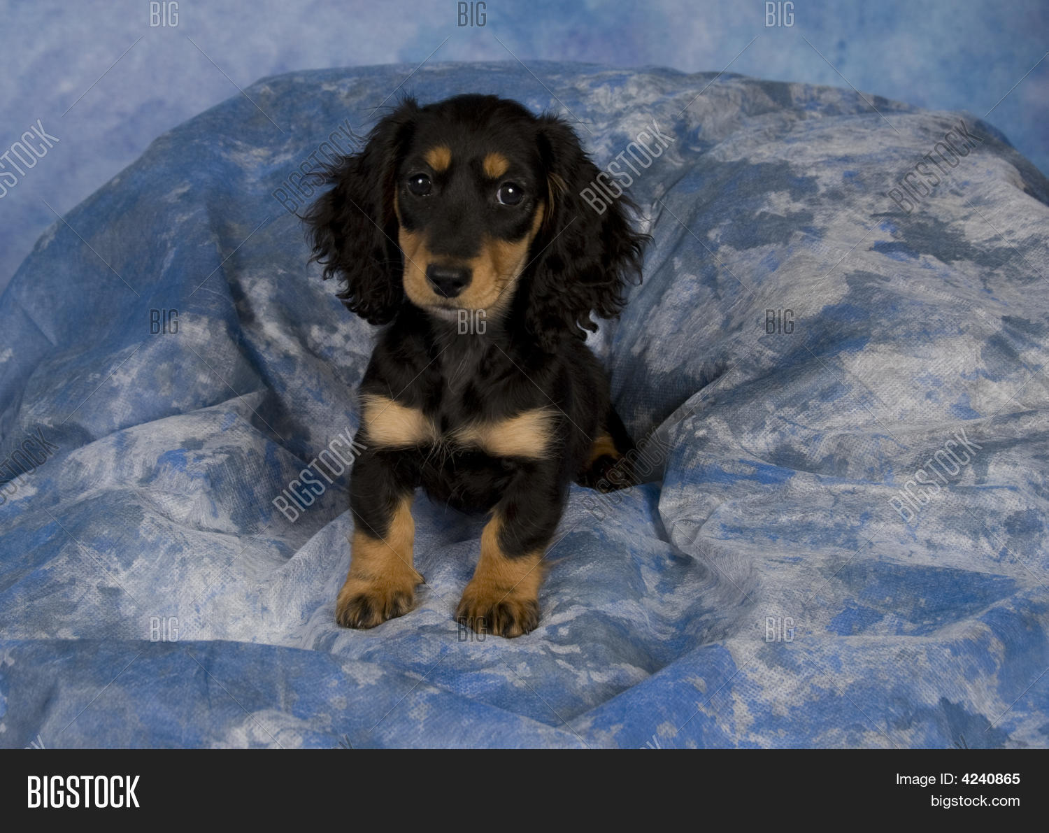 Schatzi The Black And Tan Long Haired Dachshund 4240865