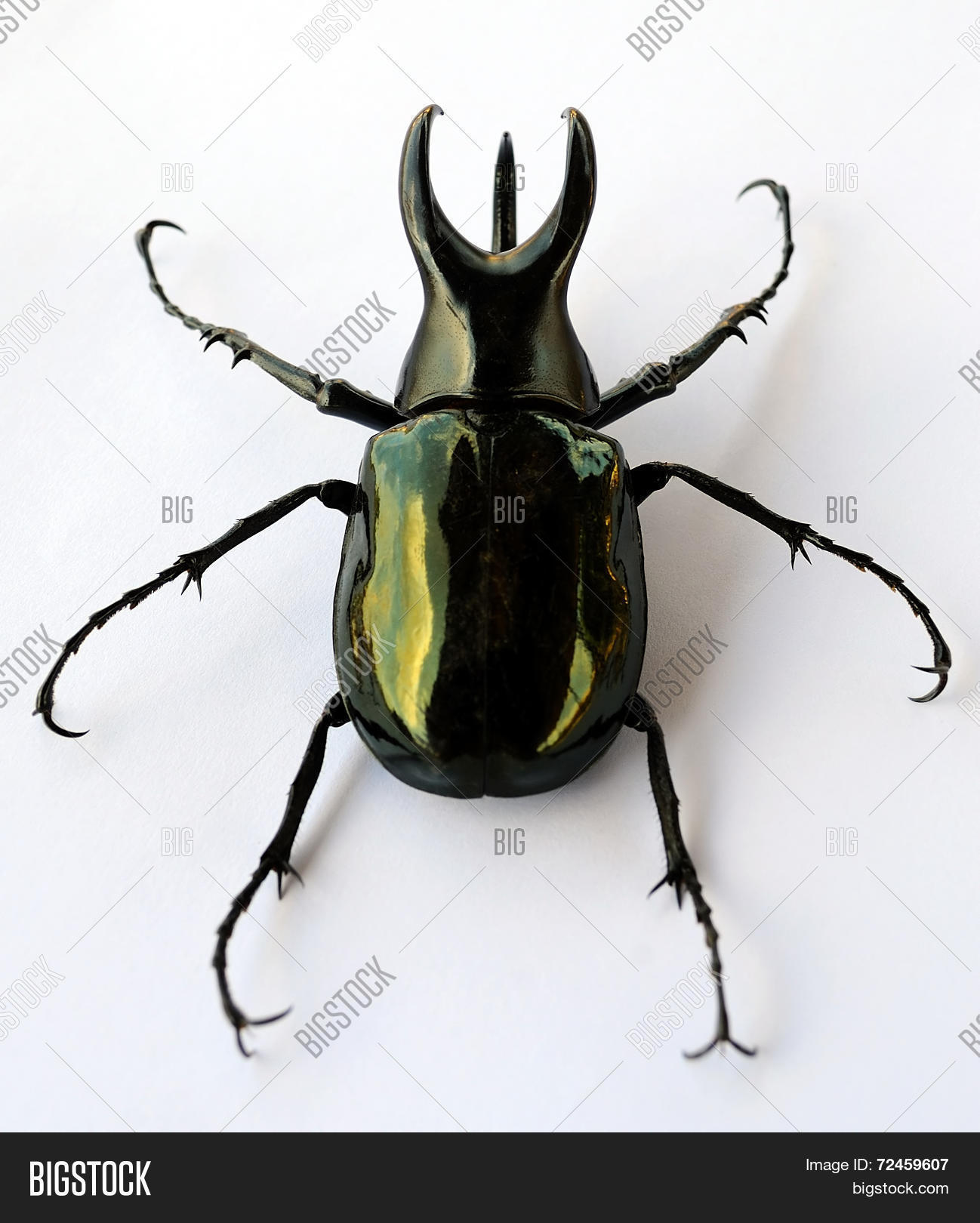 atlas,black,bugs,chalcosoma,coleoptera,dynastes,dynastinae,elephas,hercules,insect,megasoma,nasicornis,oryctes,polyphaga,scarabaeidae,scarabaeiformia,scarabaeoidea,tityus,ulysses,xylotrupes