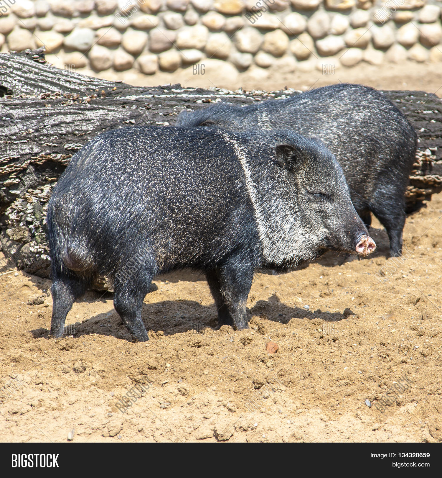 america,animal,artiodactyla,beast,black,boar,brown,brush,central,collar,collared,costa,creature,desert,forest,fur,hair,herbivore,hog,hoof,javelin,javelina,legs,mammal,mexican,mexico,musk,nature,north,outdoors,pecari,peccary,pig,rain,rica,scavenger,snout,south,standing,subtropical,tajacu,tayassu,tayassuidae,tropical,tusks,wild,wildlife