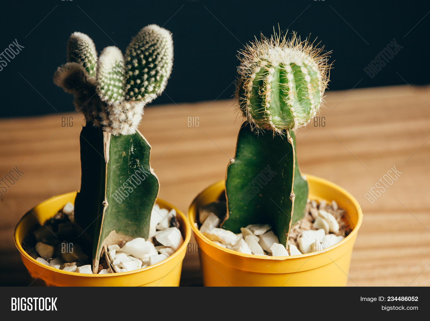 avocation,background,beautiful,beauty,botany,brown,cactus,closeup,decorate,decoration,desert,design,desk,floor,floral,flower,foliage,fresh,garden,green,grow,growth,hobby,home,house,houseplant,implant,interior,leaf,light,modern,natural,nature,object,ornament,plant,pot,potted,retro,room,small,succulent,table,vase,vintage,wall,white,window,wooden,work