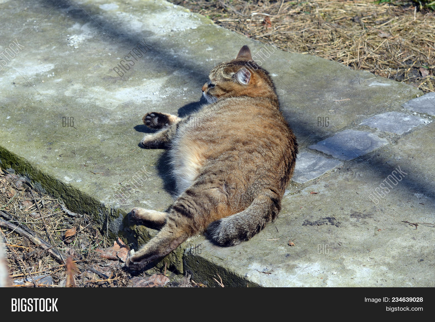 Pregnant cat resting, cat with a big belly lying on the concrete. image