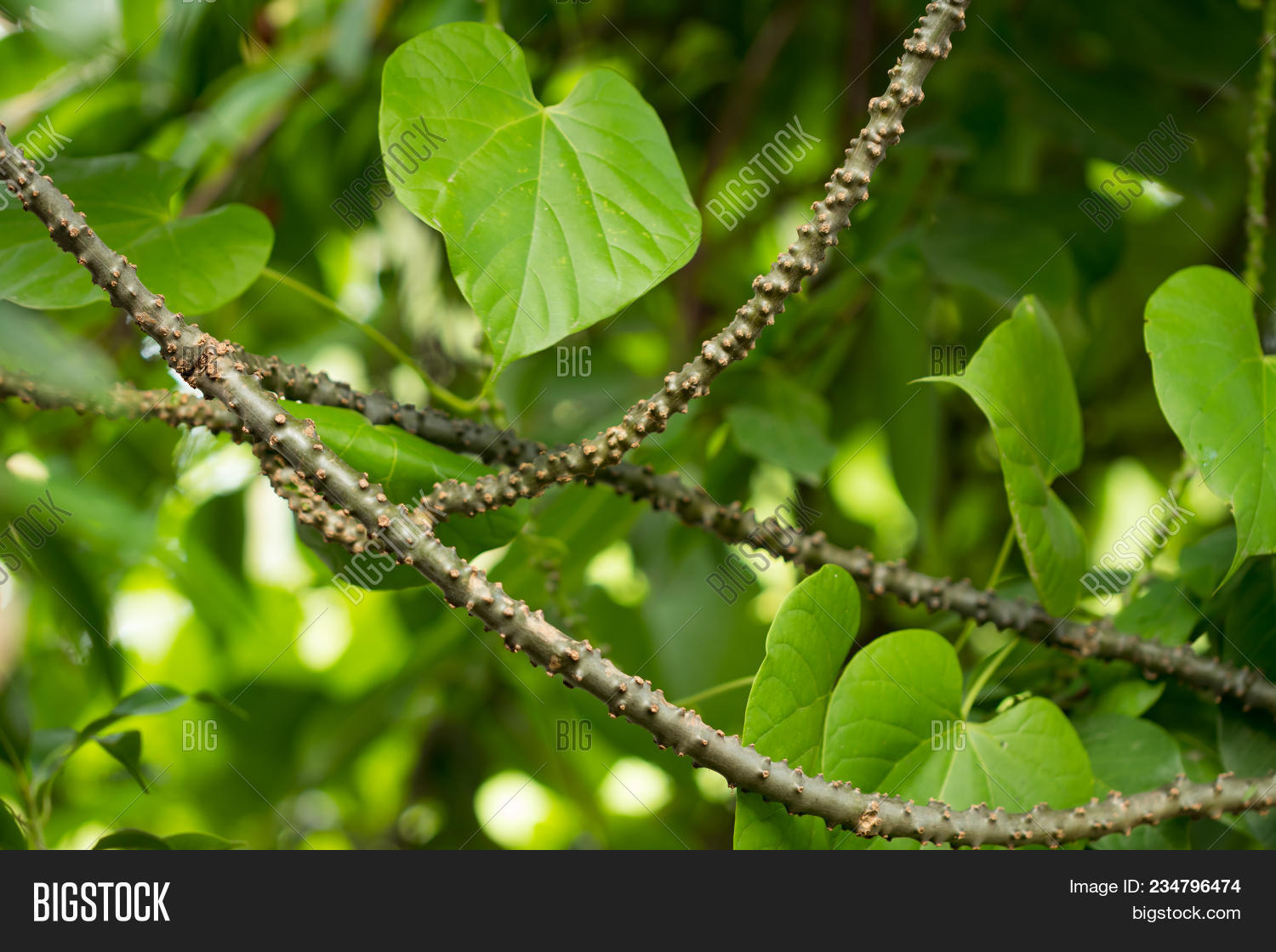 amrita,antioxidant,bitter,borapetoside,clinical,cordifolia,crispa,diseases,drug,duyutige,food,gado,galo,giloe,giloya,gonorrhea,green,guduchi,gulancha,healthy,heart,heartleaf,hepatitis,herb,herbal,honey,impotency,isolated,leaf,medicine,miers,moonseed,natural,nature,on,plant,rumphii,secondary,teppatige,thomson,thomstinospora,tinofend,tinospora,treat,vegetable,white