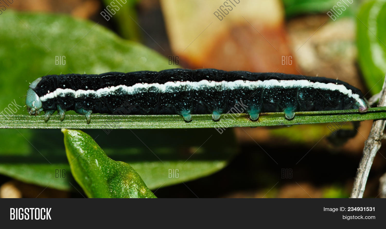 Aporophyla,Arrabida,animals,black,bug,canescens,caterpillar,close,closeup,da,green,head,host,insect,larva,larvae,lateral,moth,nobody,photography,plant,pods,portugal,pseudo-pods,pseudopods,serra,stripe,up,view,white