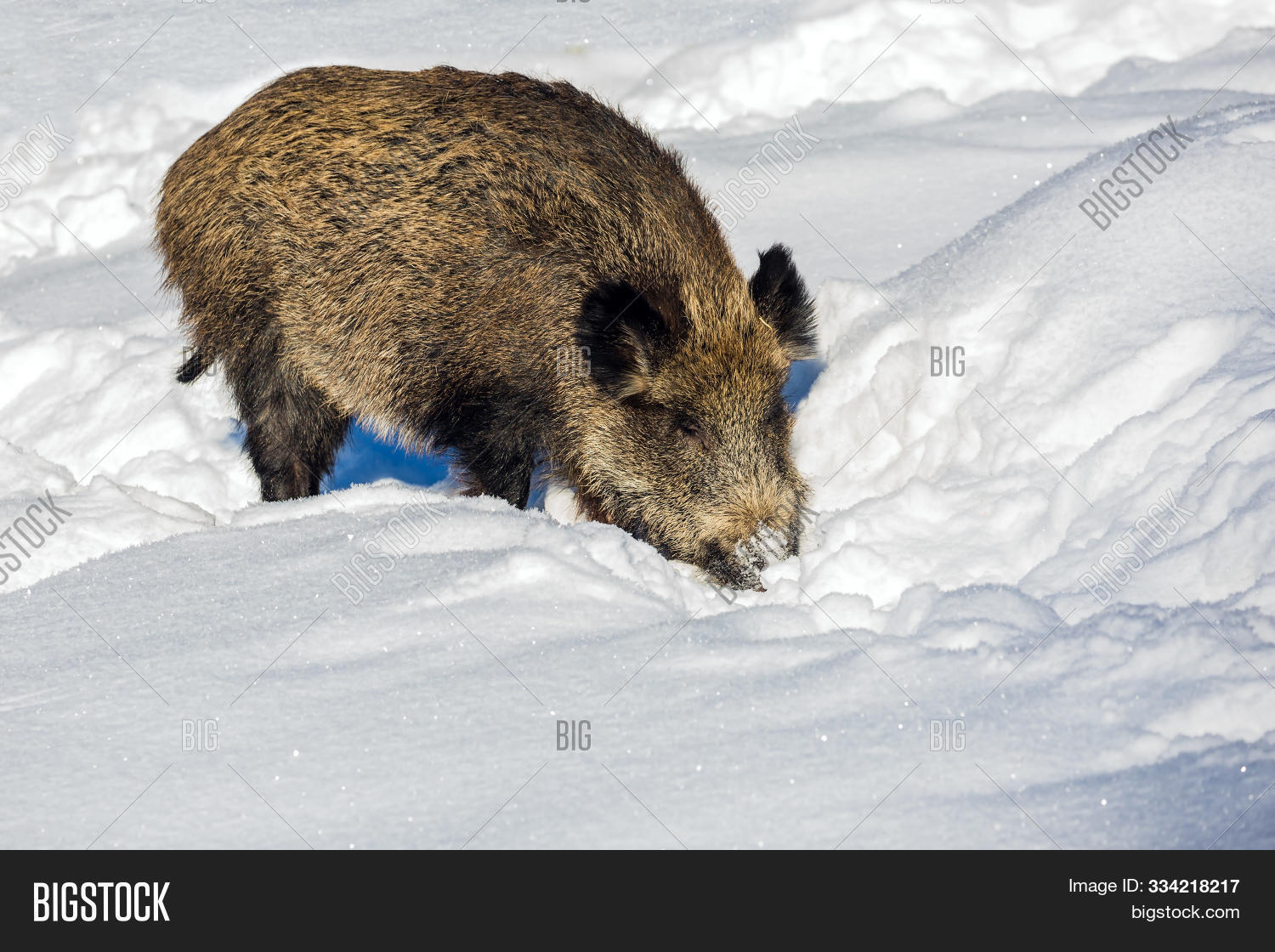 active,alone,animal,arctic,beautiful,blue,boar,climate,cold,concept,conditions,covered,curious,cute,ears,environmental,fairy,finland,fluffy,forest,frost,fur,lapland,mammal,natural,nature,north,outdoor,photo tourism,pine,plays,polar,portrait,predator,pure,ranua,redhead,resting,rovaniemi,scene,season,snow,snowy,sun,wild,wilderness,wildlife,winter,zoo
