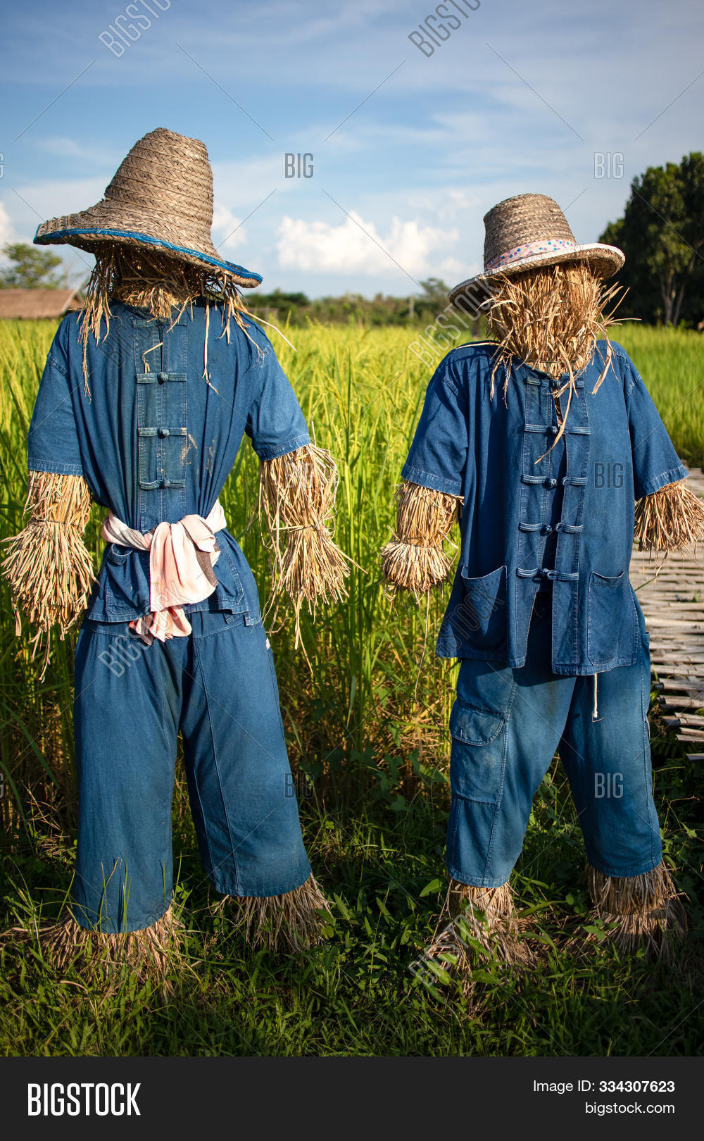 Mo-Hom,agricultural,agriculture,androgynous,asian,basic,board,braids,deciduous,farm,flowers,focus,garden,gloves,green,guard,hanging,harbor,hat,homespun,horizontal,morning,new,nobody,non-binary,nonbinary,outdoors,paddy,plaid,plain,plants,ponytails,protection,rice-field,rope,rudimentary,rustic,scarecrow,selective,shirt,simple,stakes,summer,sunny,thailand,traditional,trees,unisex,windbreak,yellow