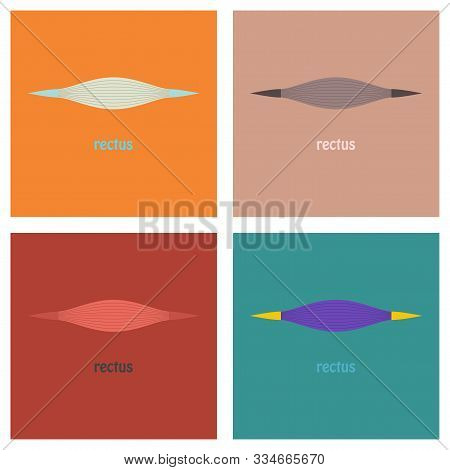 Set Of Flat Rectus - Didactic Board Of Anatomy Of Muscular System image ...