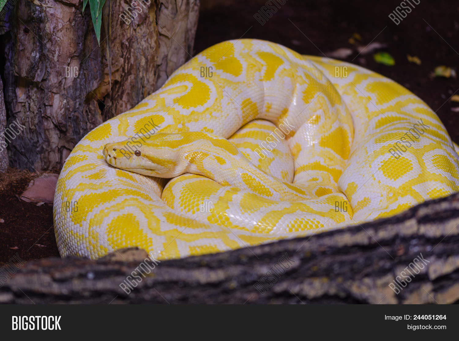 albino,animal,attack,background,beauty,biology,burmese,candid,closeup,crawling,creepy,danger,dangerous,detail,domesticated,endangered,exotic,eye,fauna,head,herpetology,large,macro,nature,pattern,planet,poisonous,predator,python,reptile,reptilian,scale,scary,serpent,sinister,slither,snake,species,tropical,white,wildlife,yellow,zoo,zoology