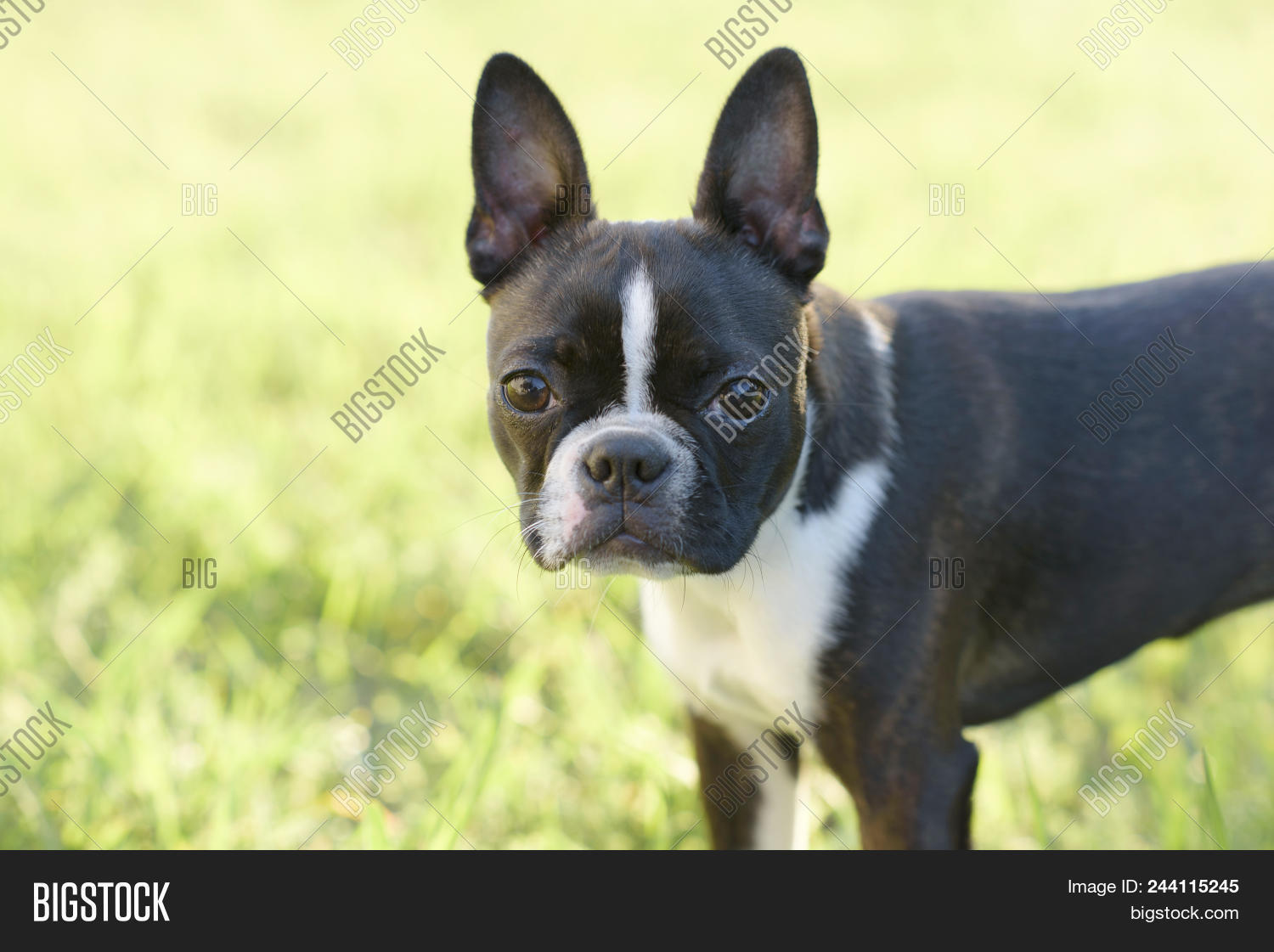 Boston,Dog,Puppy,Terrier,adorable,animal,baby,black,brindle,cute,face,grass,outdoor,pet,small,white