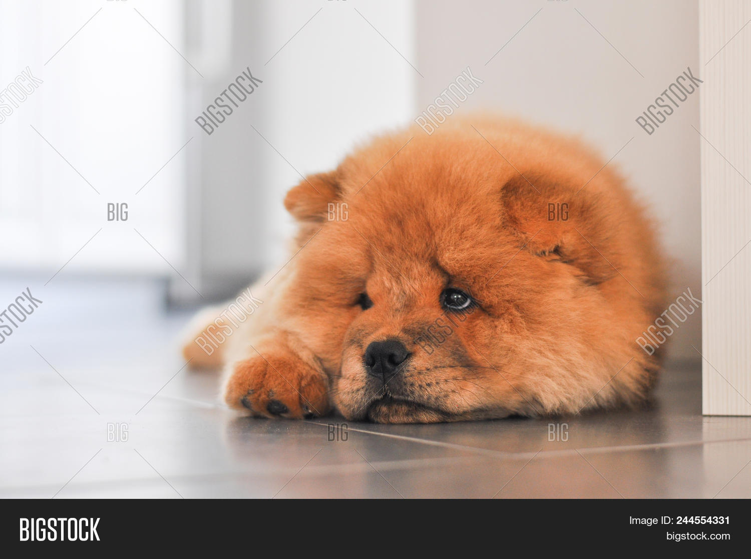 red chow puppy